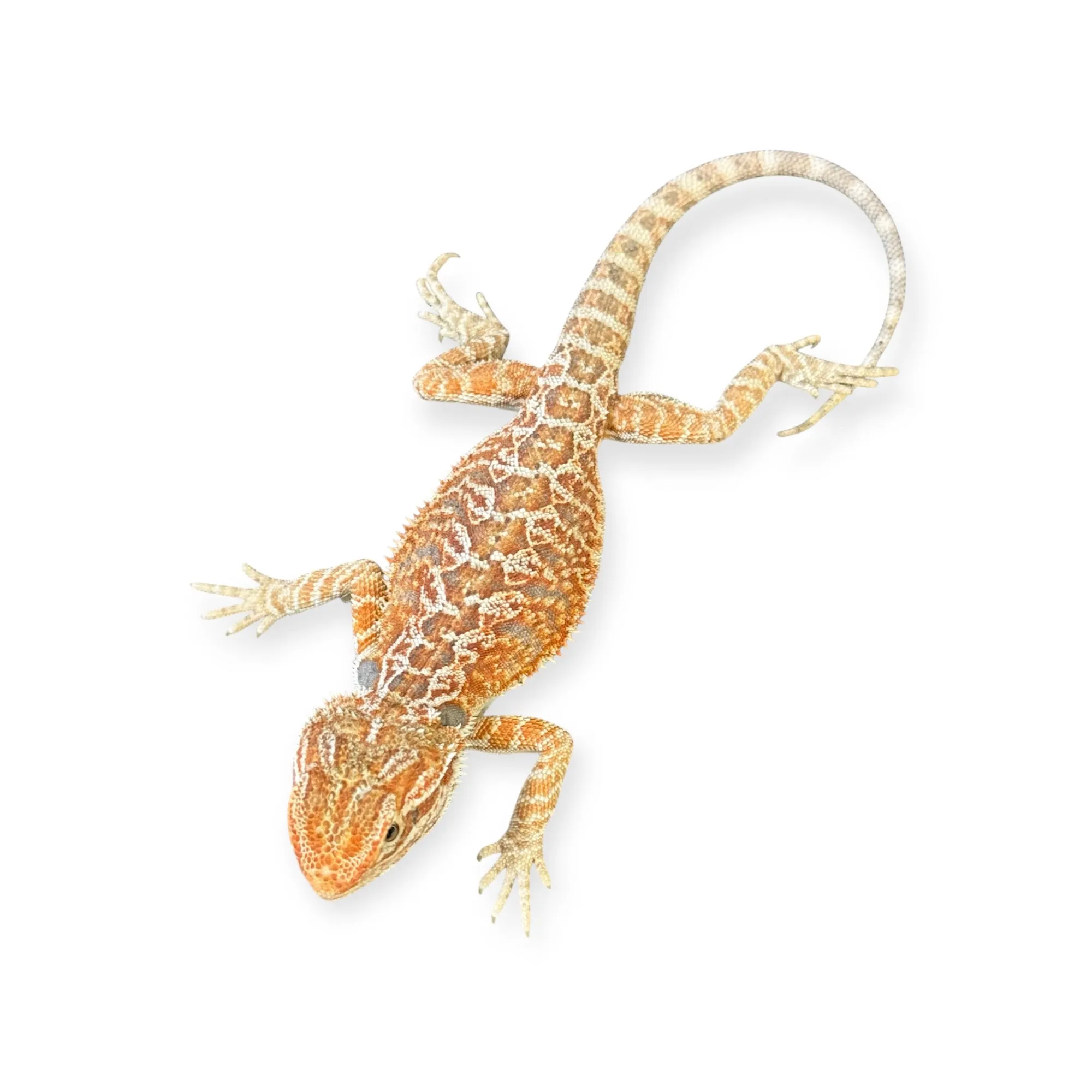 Hypo Cawley Super Red Pogona vitticeps