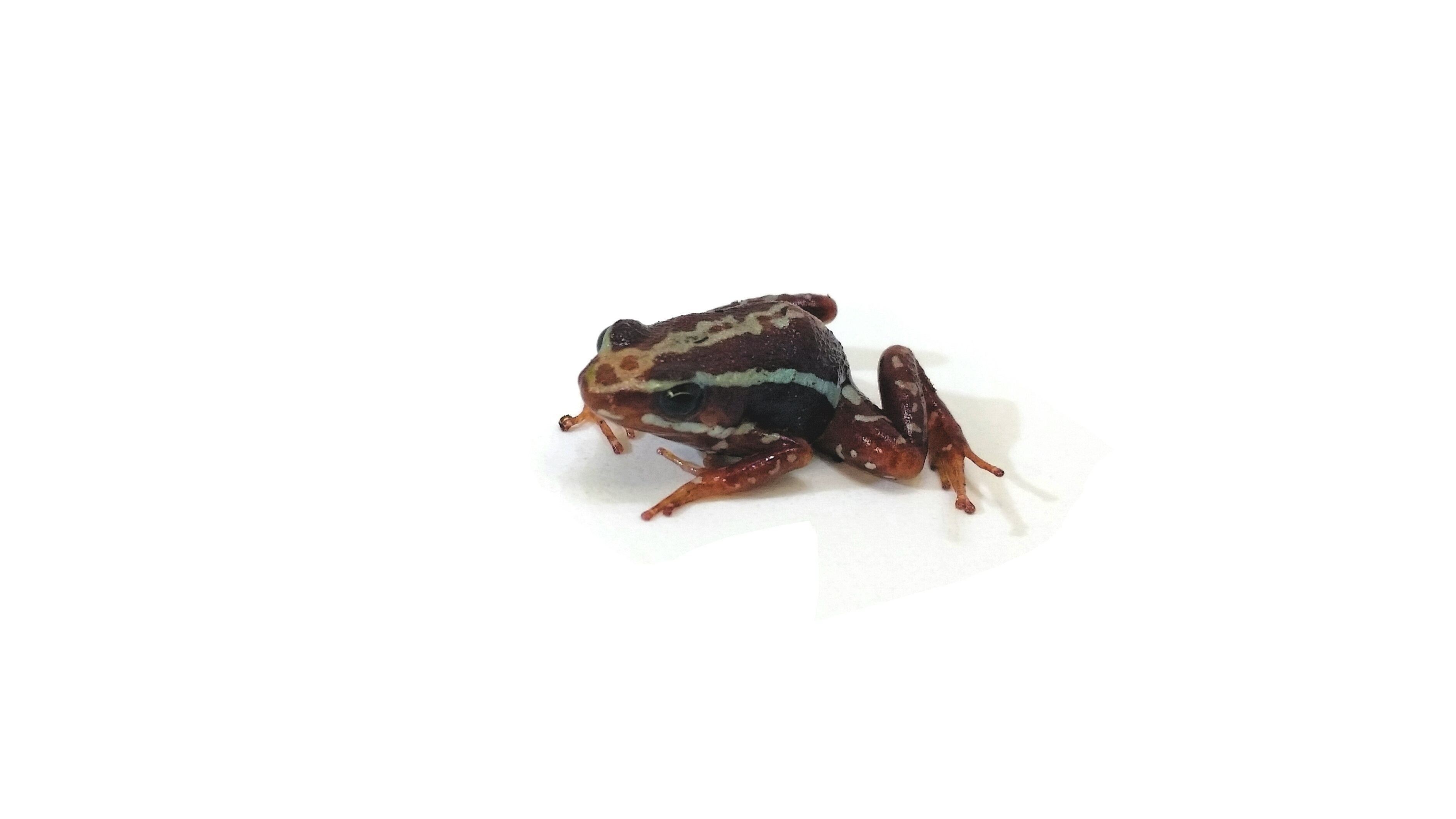 Epipedobates anthonyi  "tricolor" Dreifarbenbaumsteiger