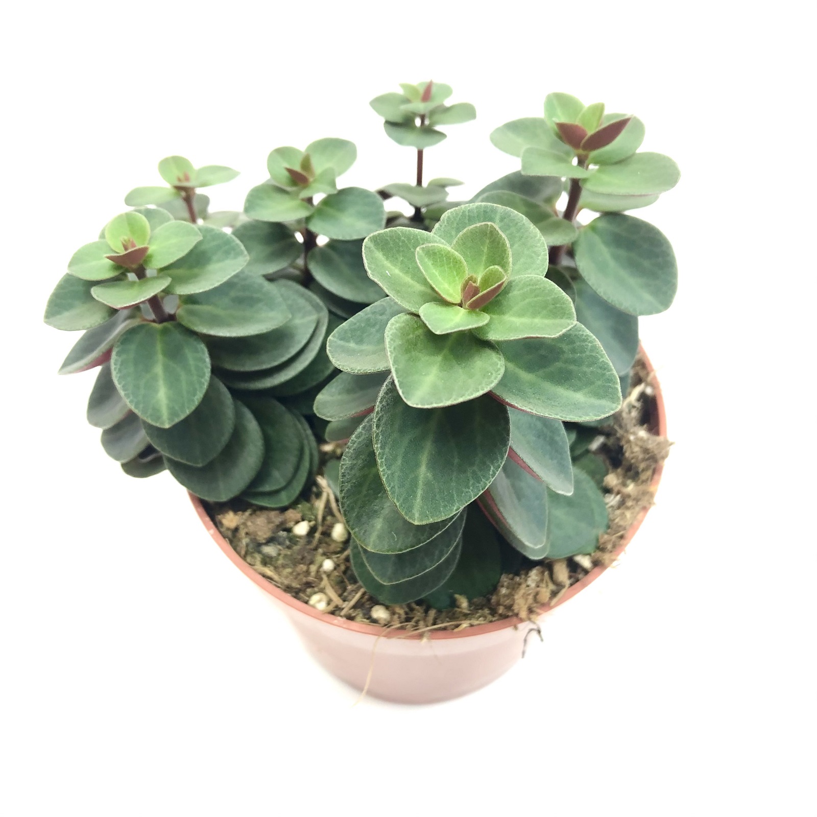 Peperomia verticillata