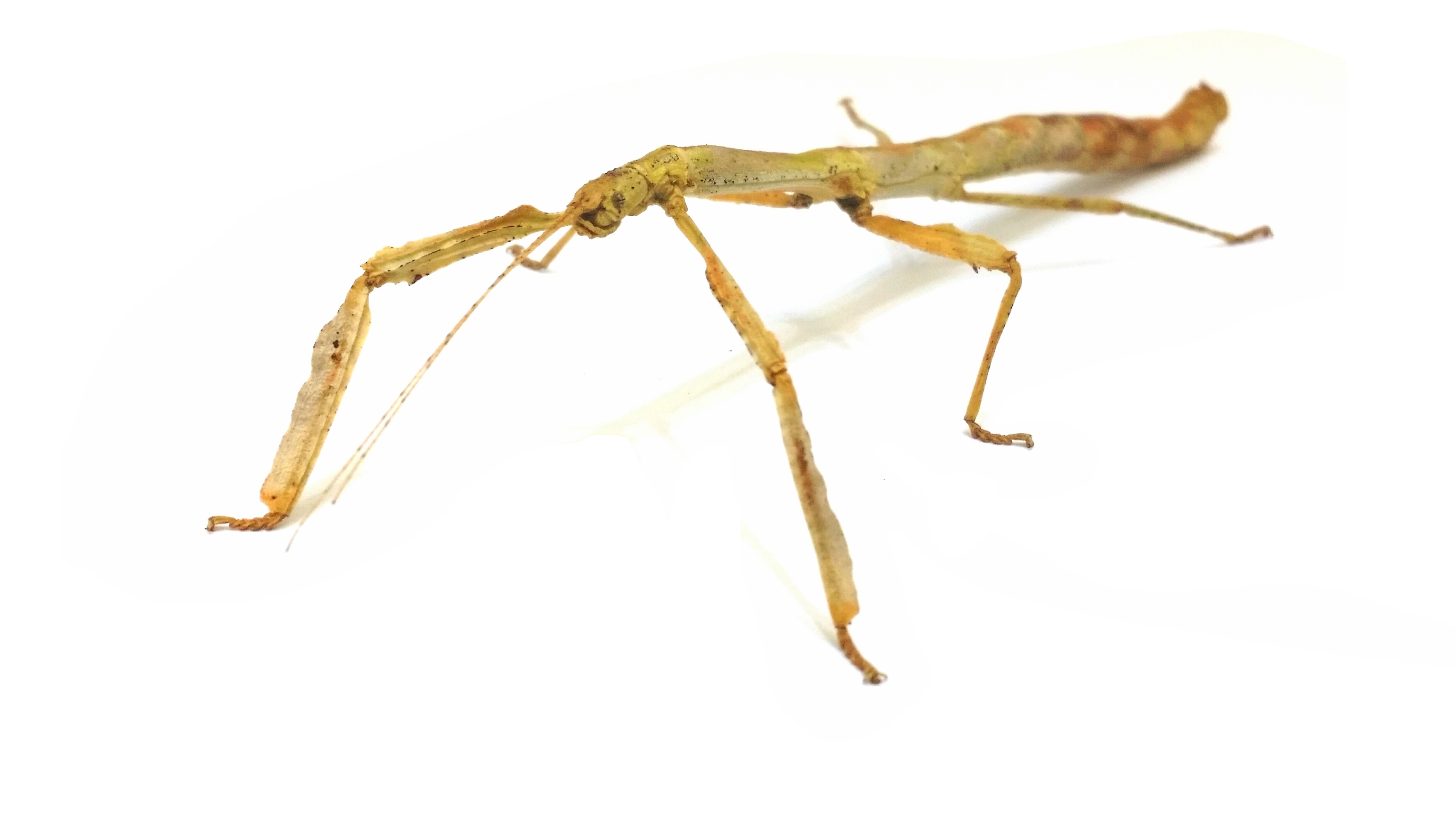 Medauroidea extradentata