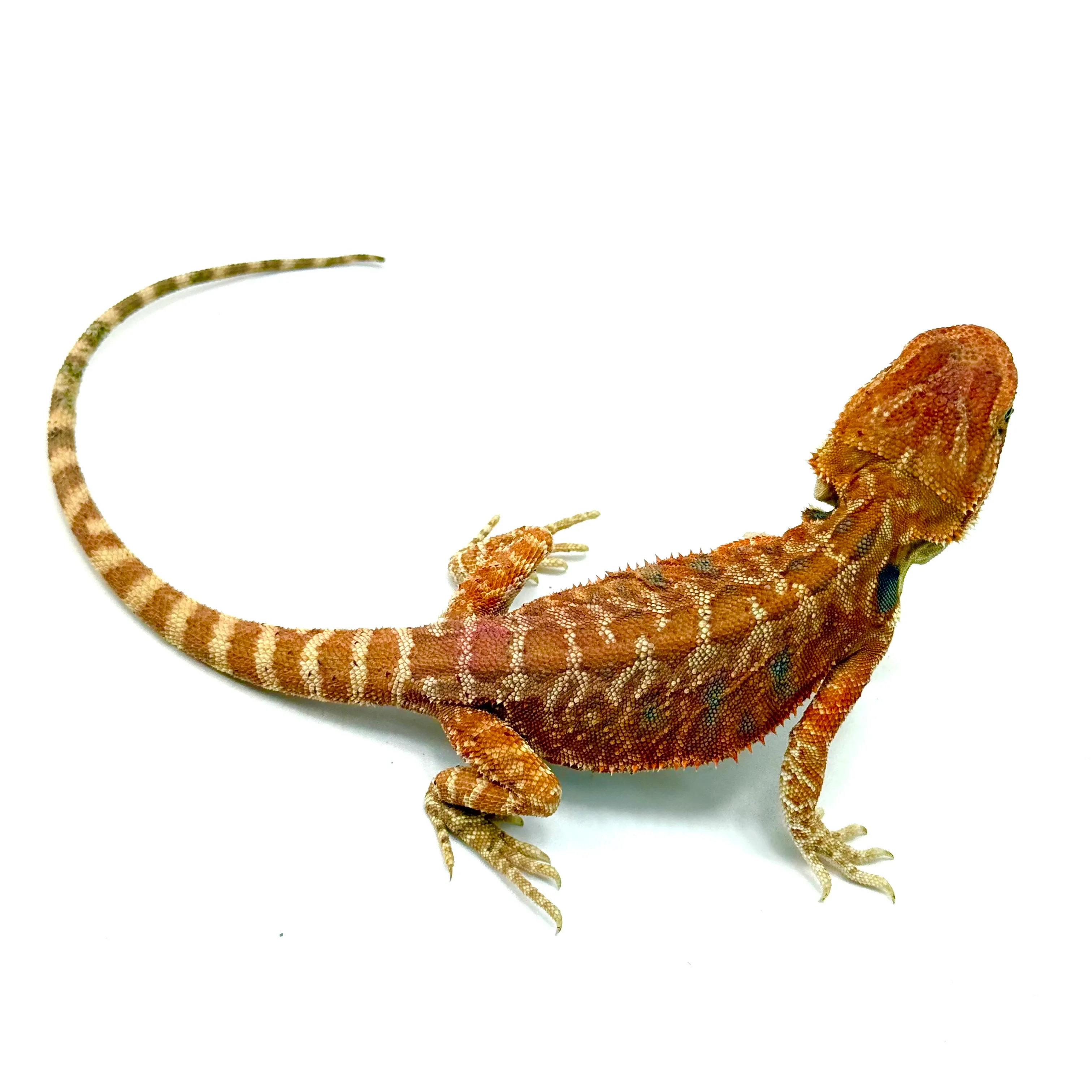 Hypo Cawley Super Red Bartagame