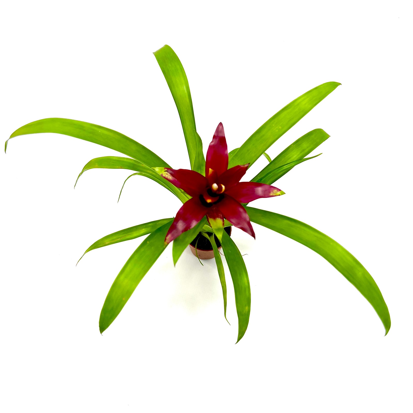 Guzmania Dark Red