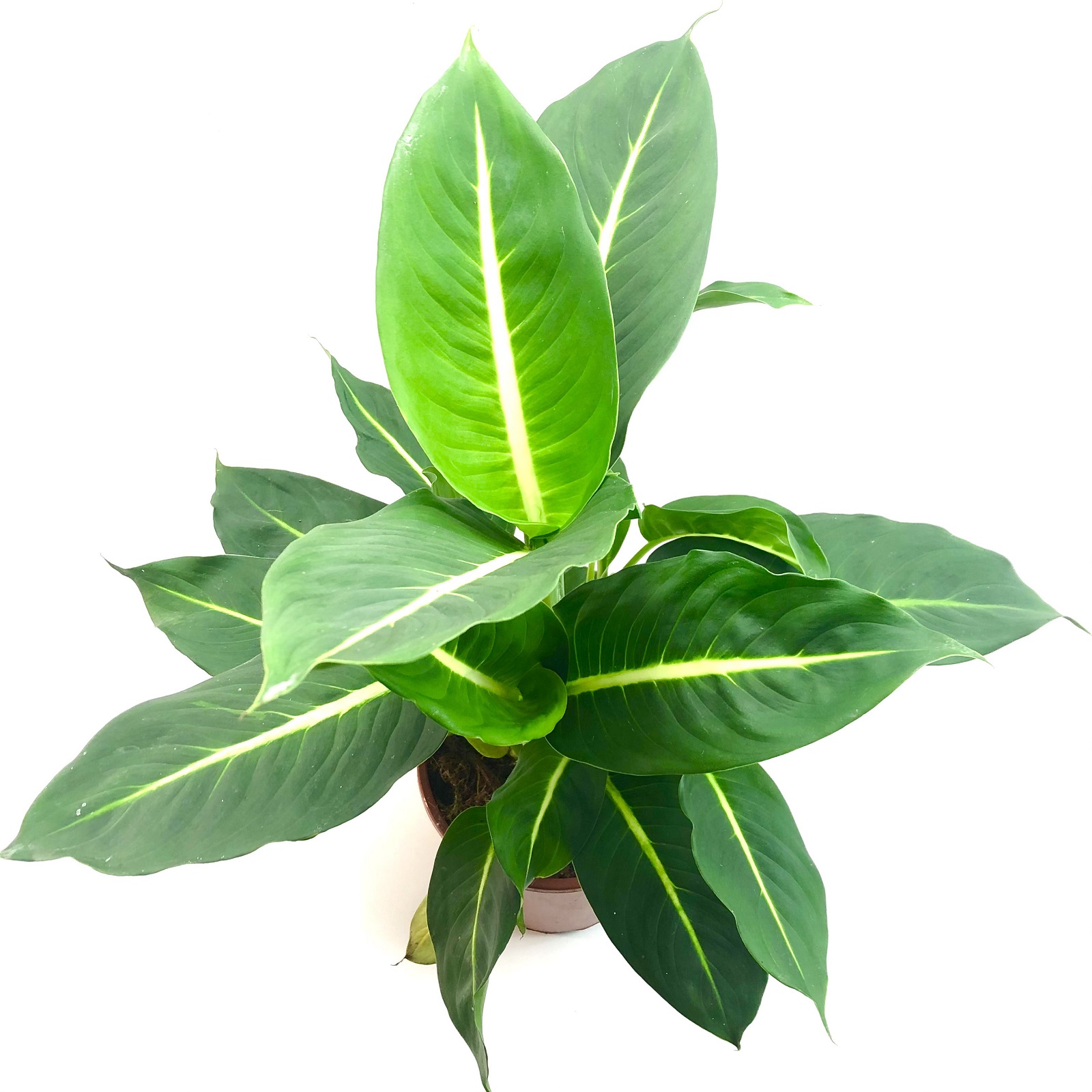 Dieffenbachia seguine green Magic