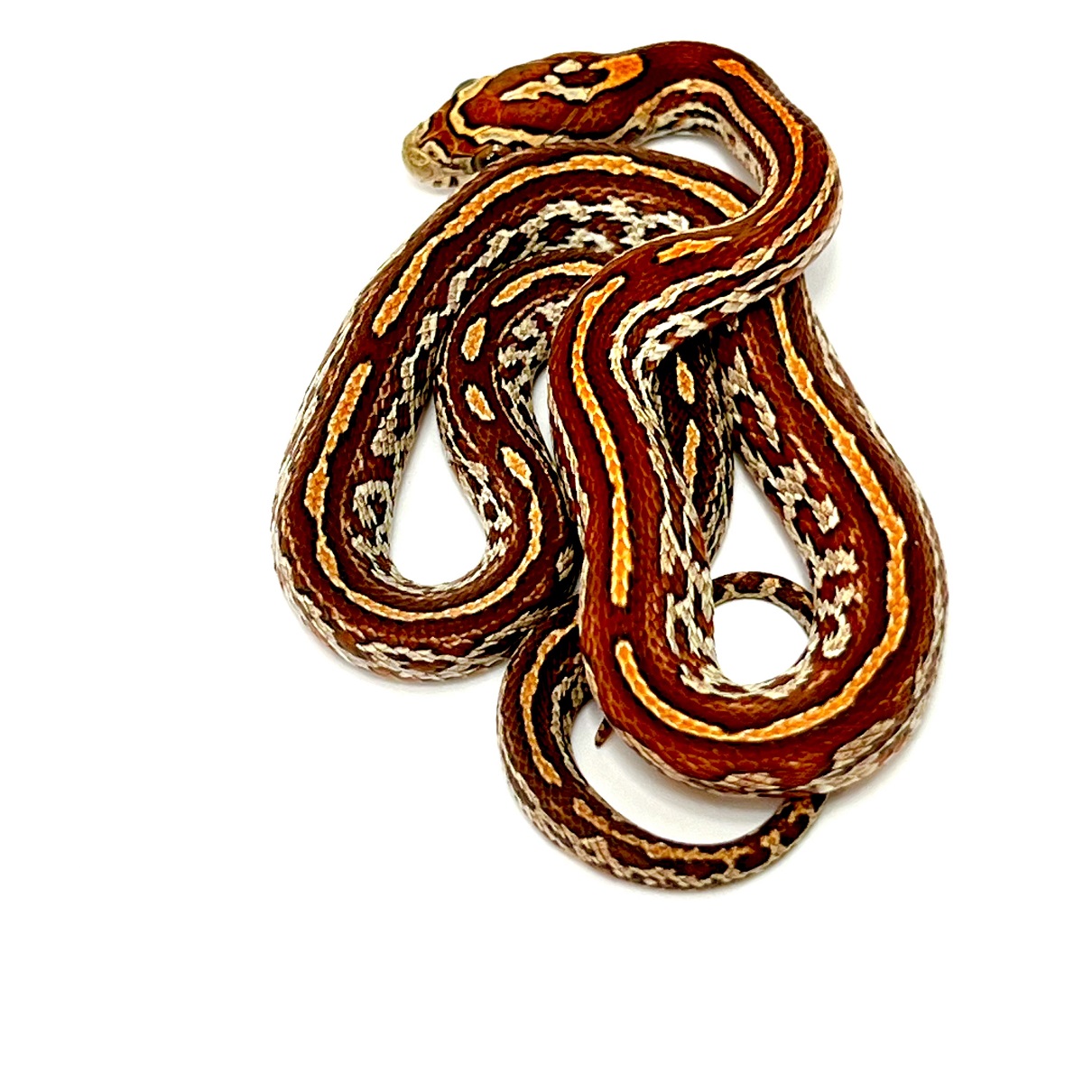 Kornnatter Pantherophis guttatus Anery Tessera