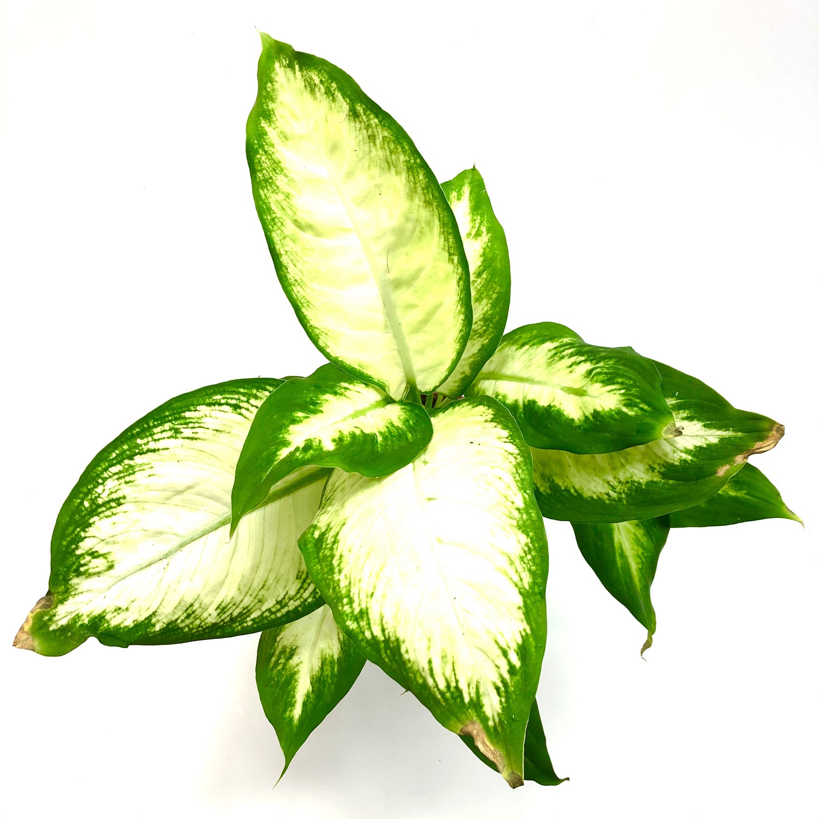 Dieffenbachia camilla