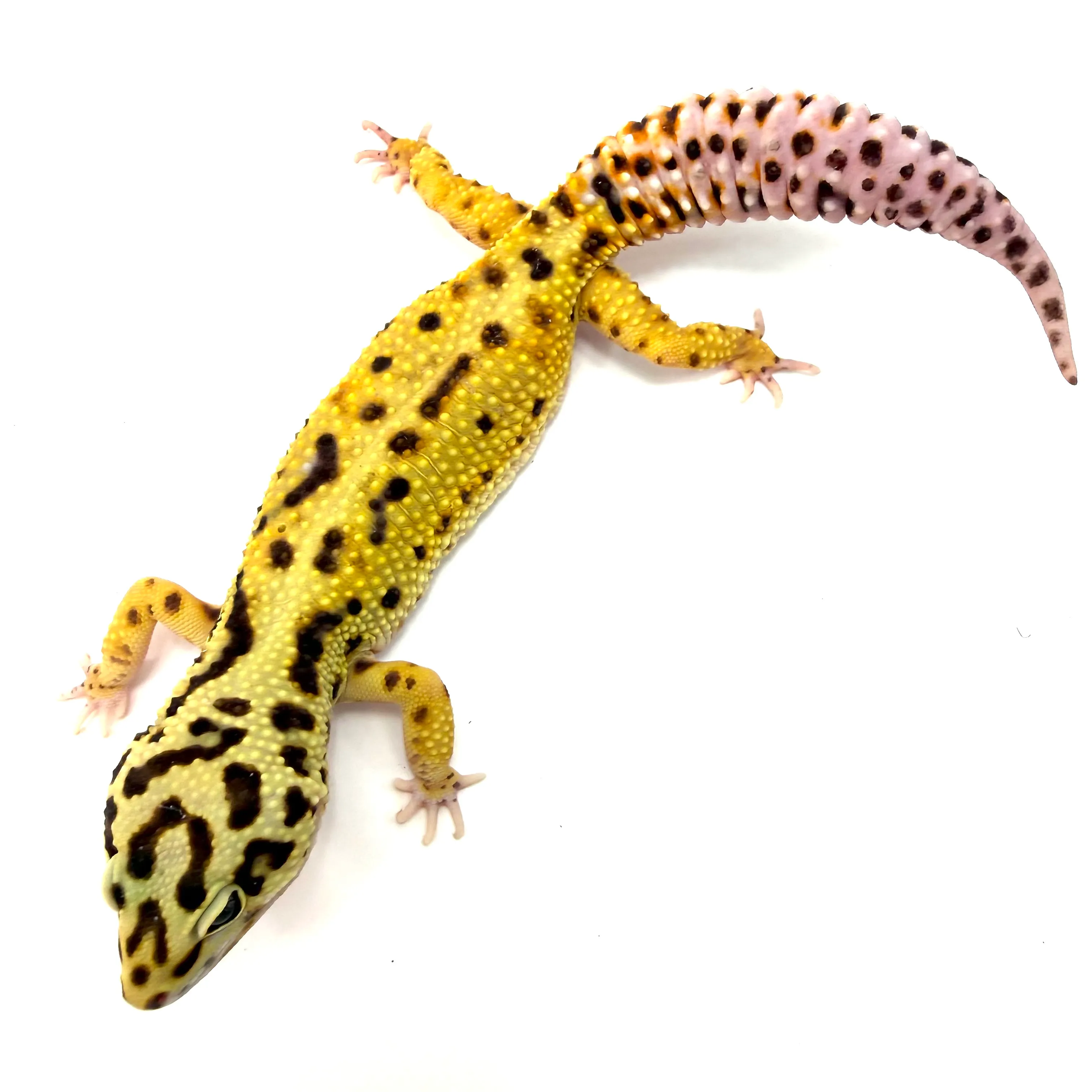 Giant Leopardgecko Bold Bandid GBB-4