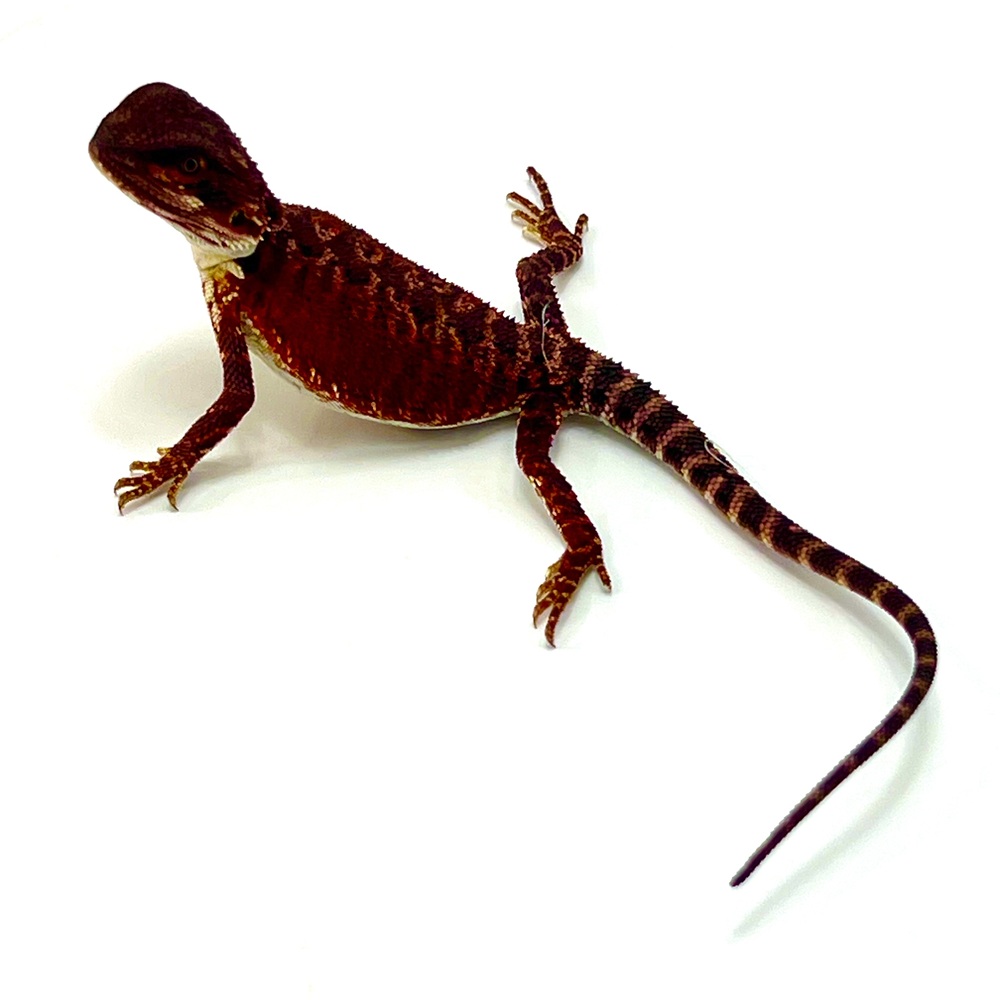 German Red Monster Bartagame Weibchen #2 / 15 cm