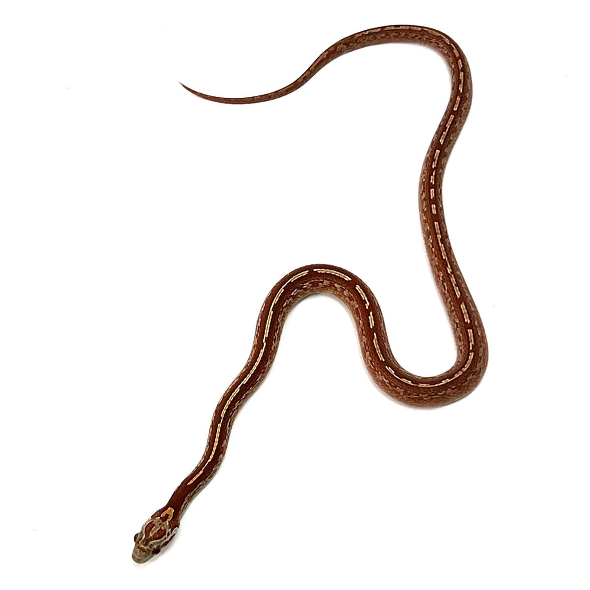 Pantherophis guttatus Striped Bloodred