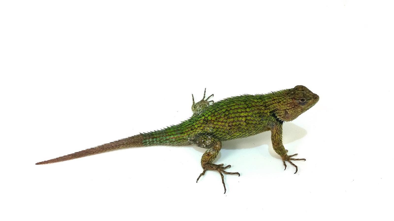 Sceloporus malachiticus weibchen