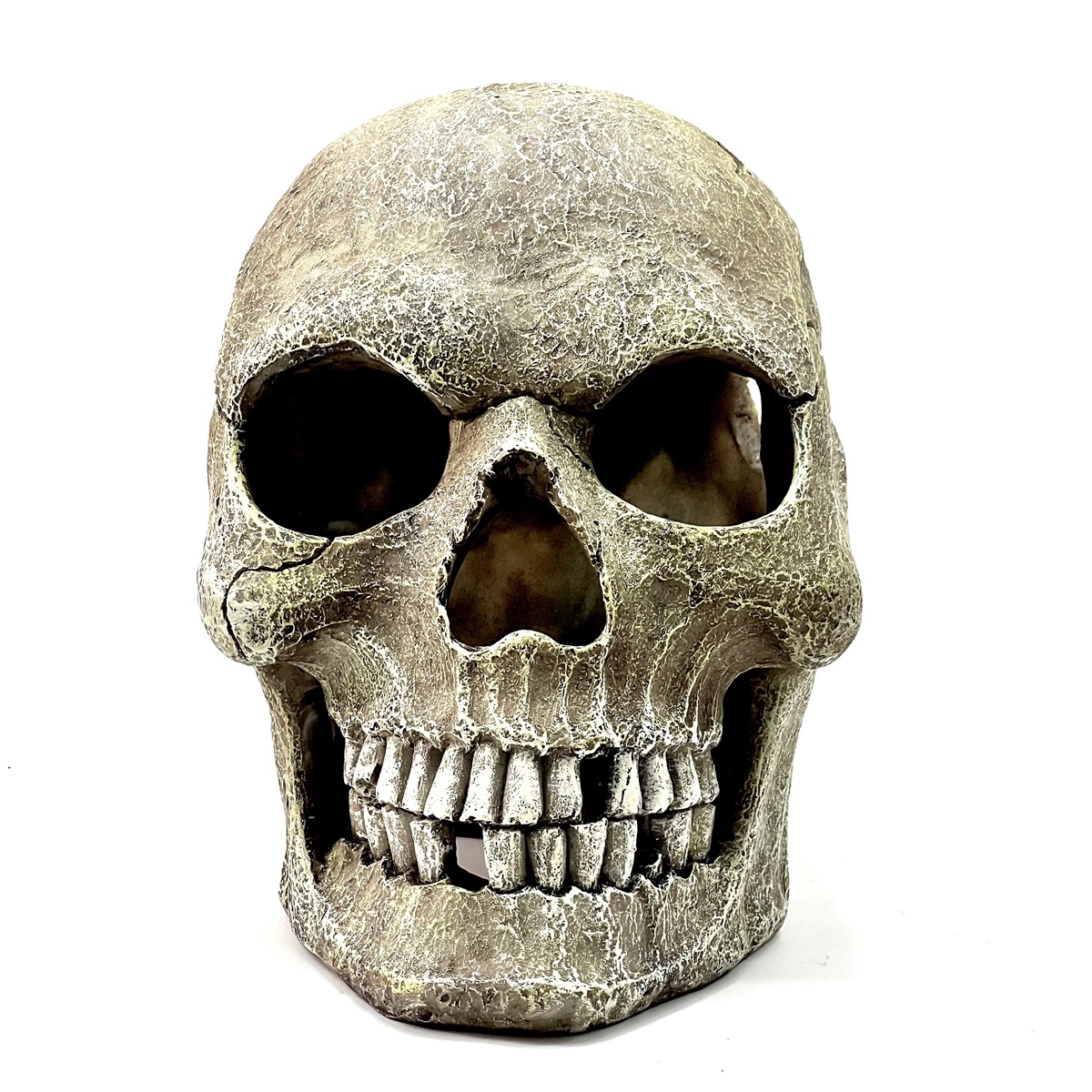 Human Skull