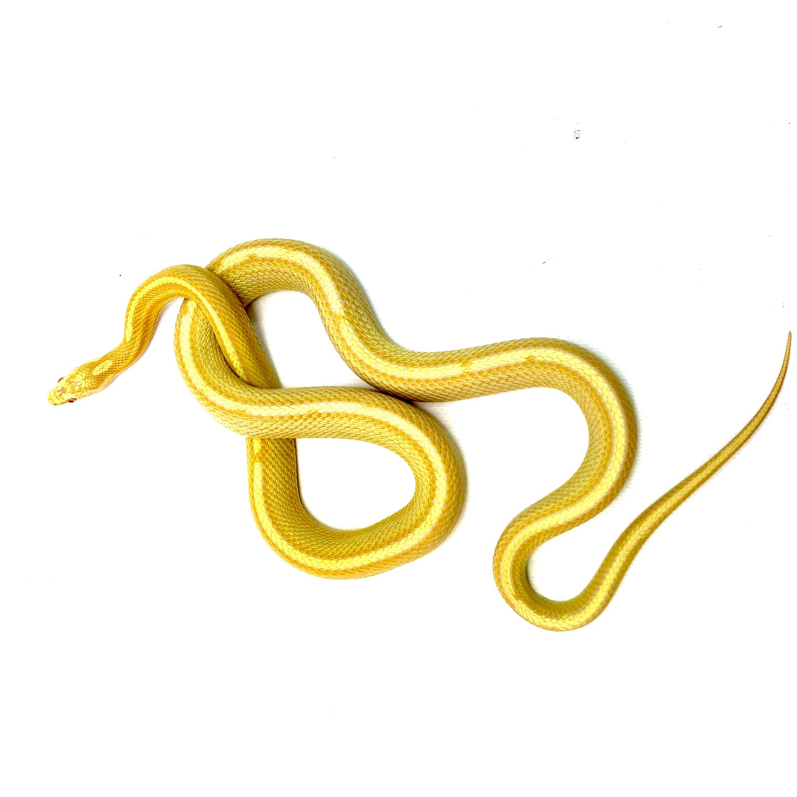 Kornnatter Pantherophis guttatus Butter Tessera