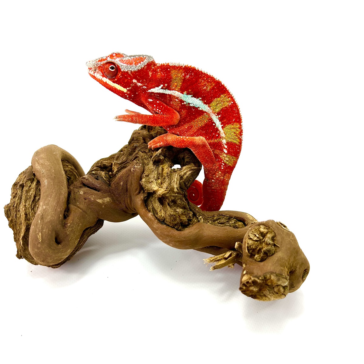 Furcifer pardalis Ambilobe Pantherchamäleon