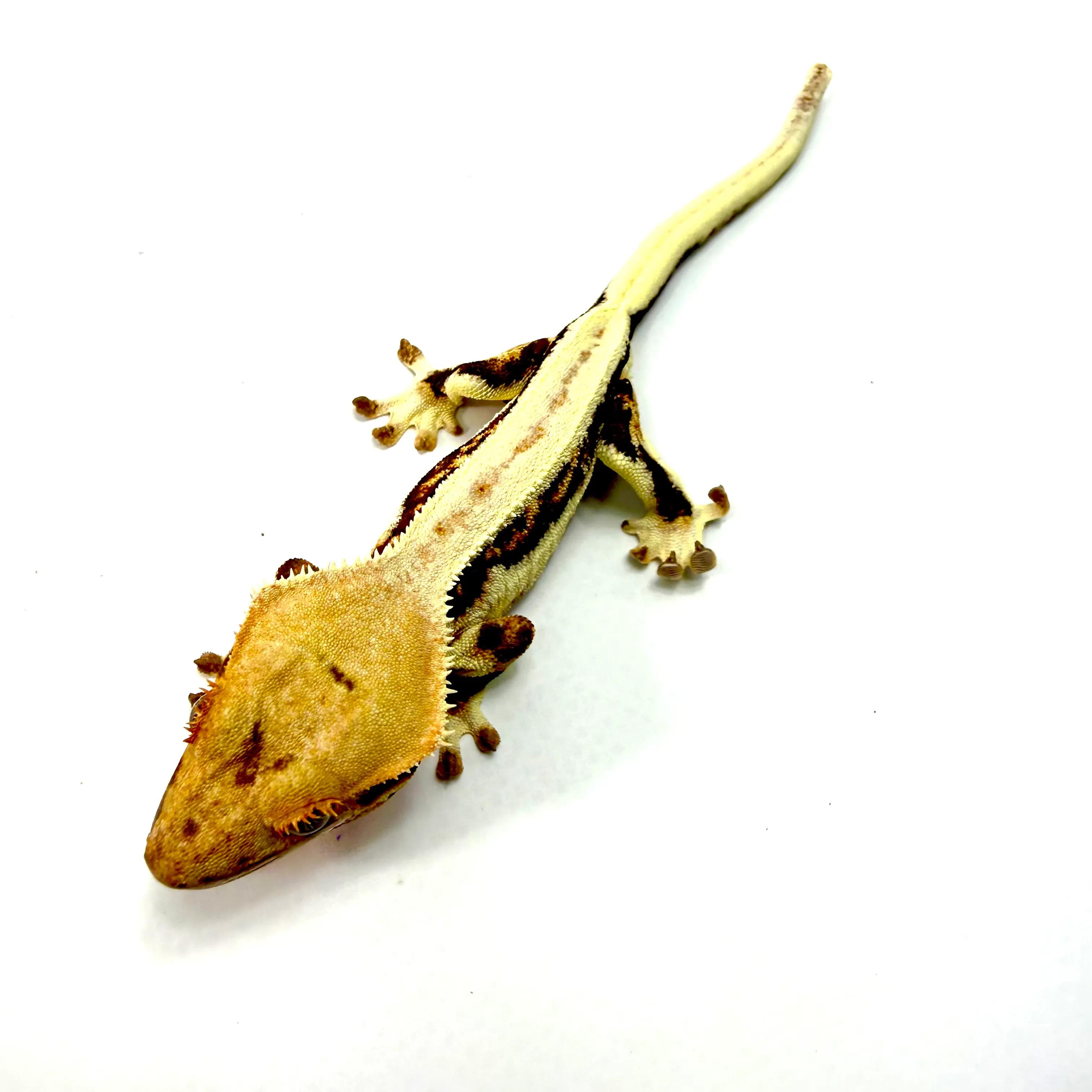 Lilly White Kronengecko