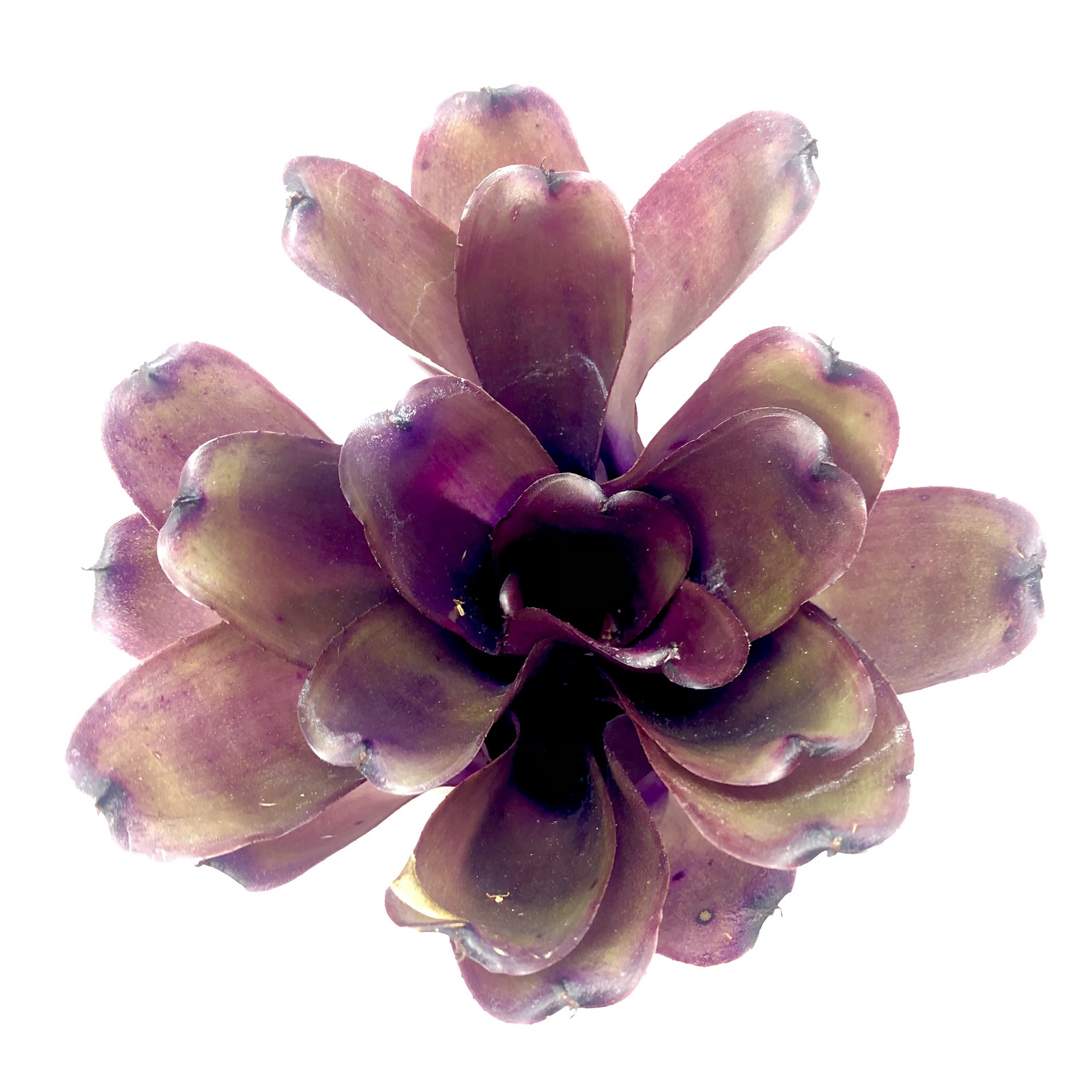 Neoregelia Purple Star x Fireball Hybrid