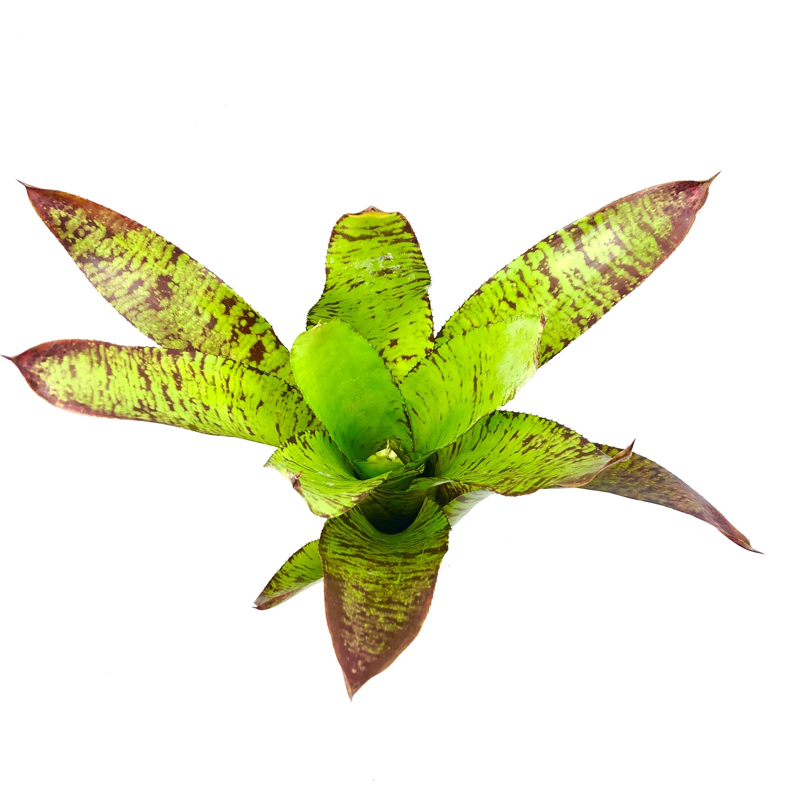 Neoregelia rubrovittata