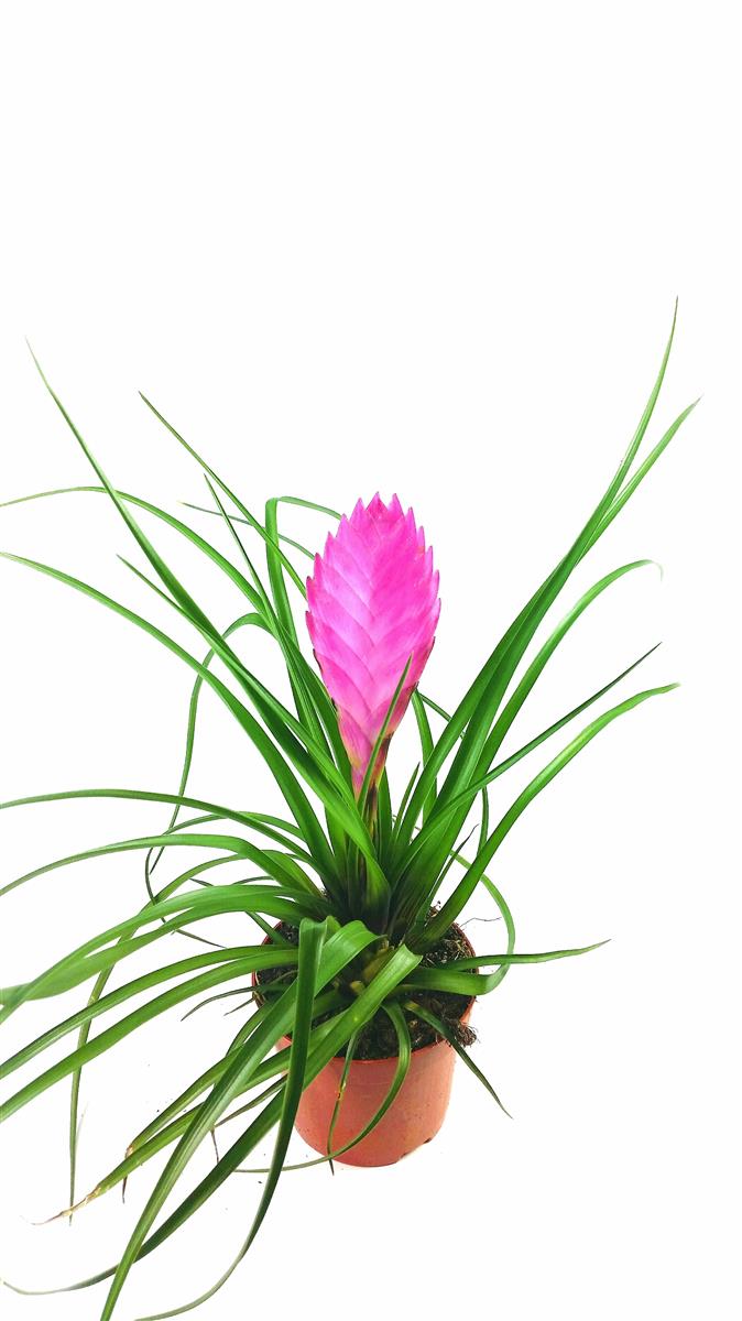 Tillandsia cyanea hybrid Pink