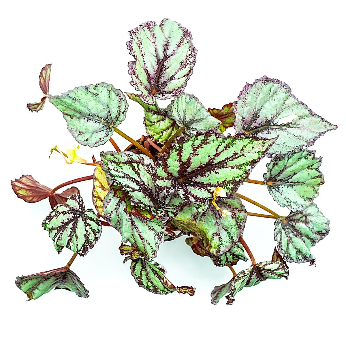 Blattbegonie Begonia rex silver green