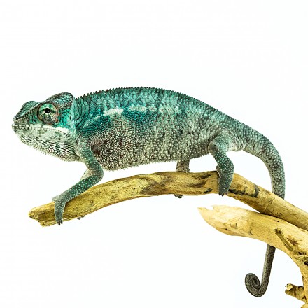Furcifer pardalis Nosy Be