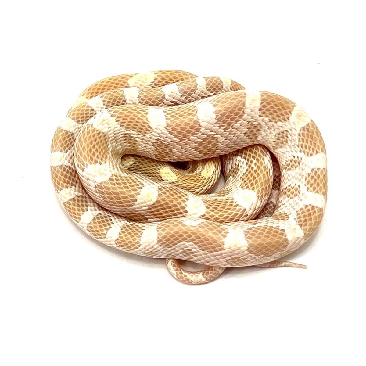 Pantherophis guttatus Snow