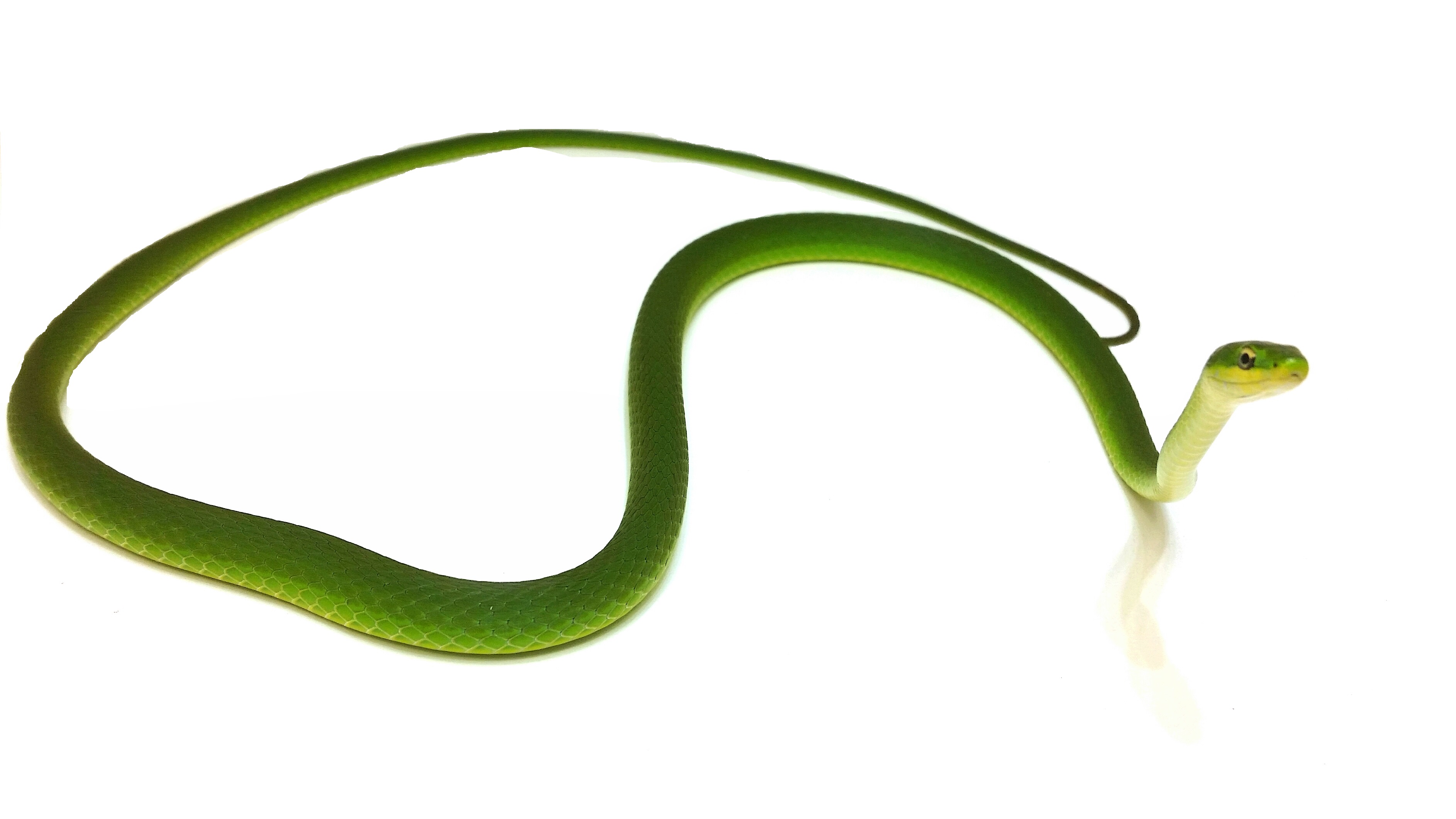 Opheodrys aestivus carinatus