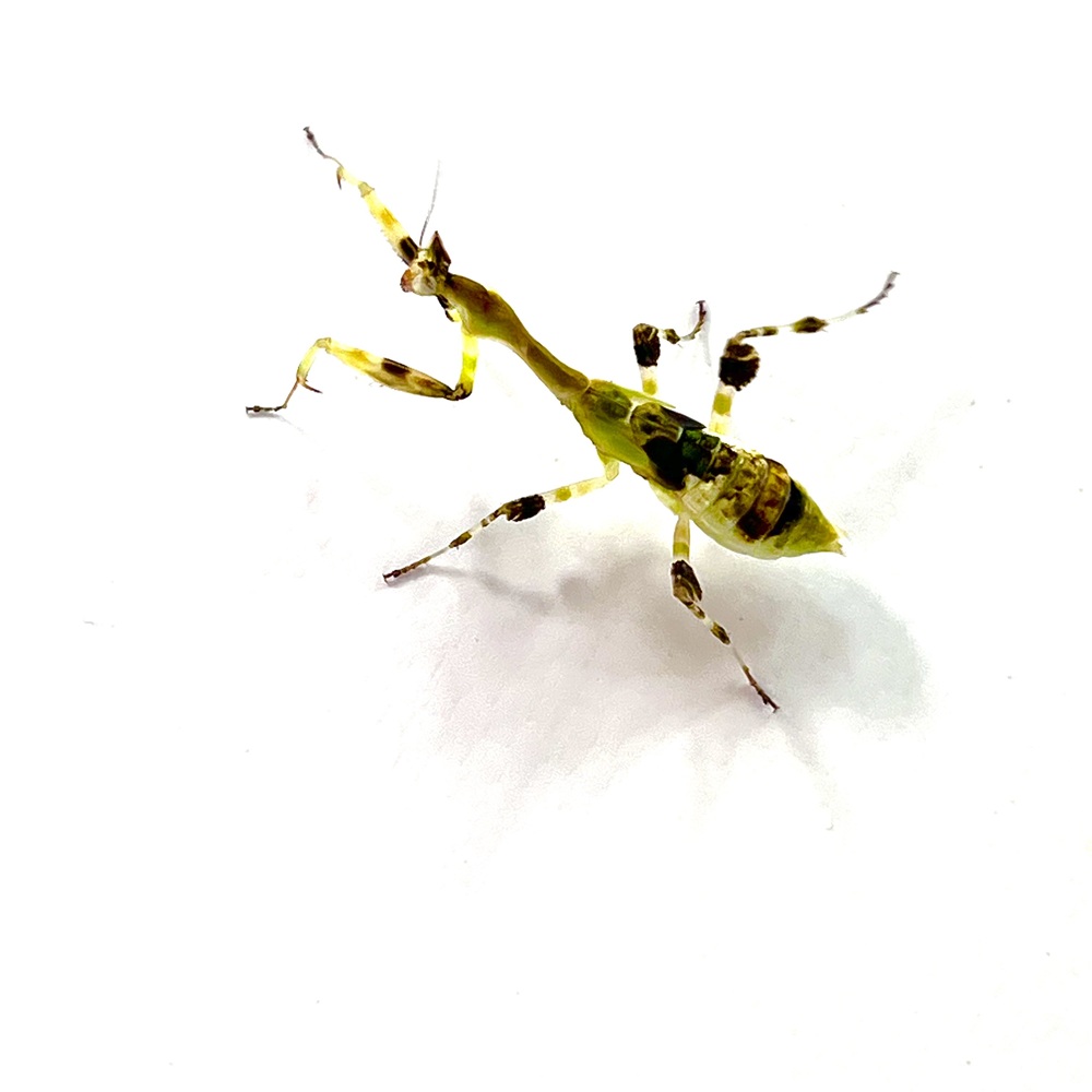 Galinthias amoena