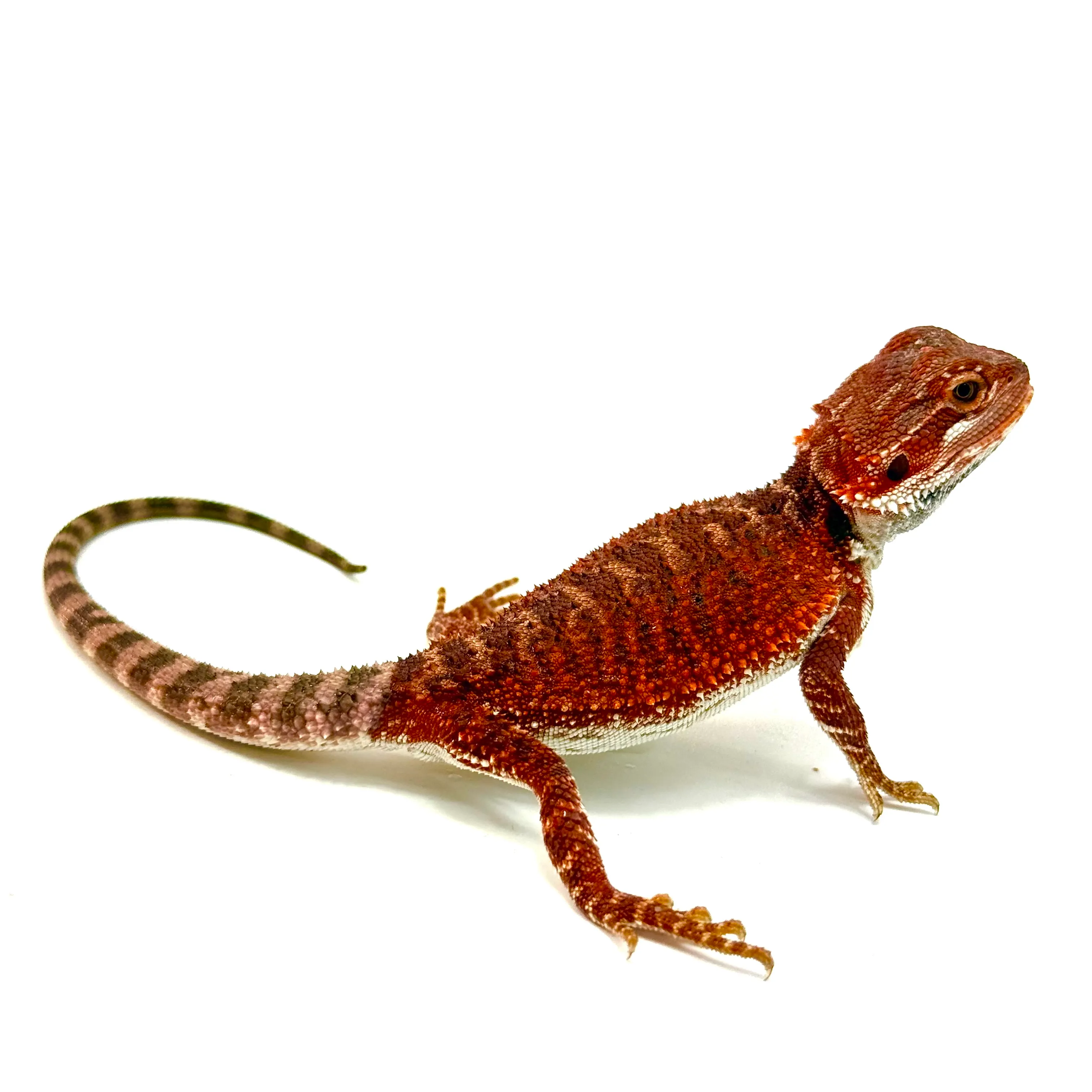 Cawley Red X Dark Monster