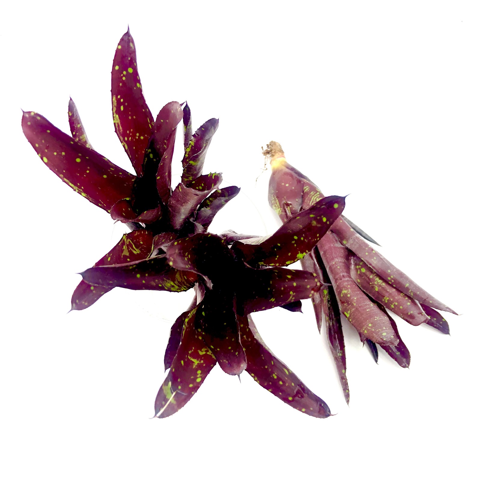 Neoregelia little Bright off Shot Hera Var