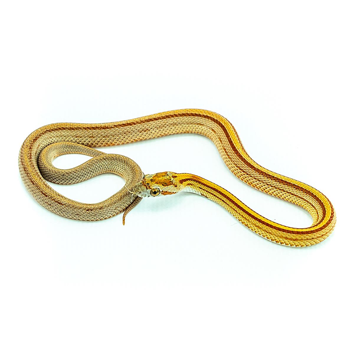 Pantherophis guttatus Hypo Striped