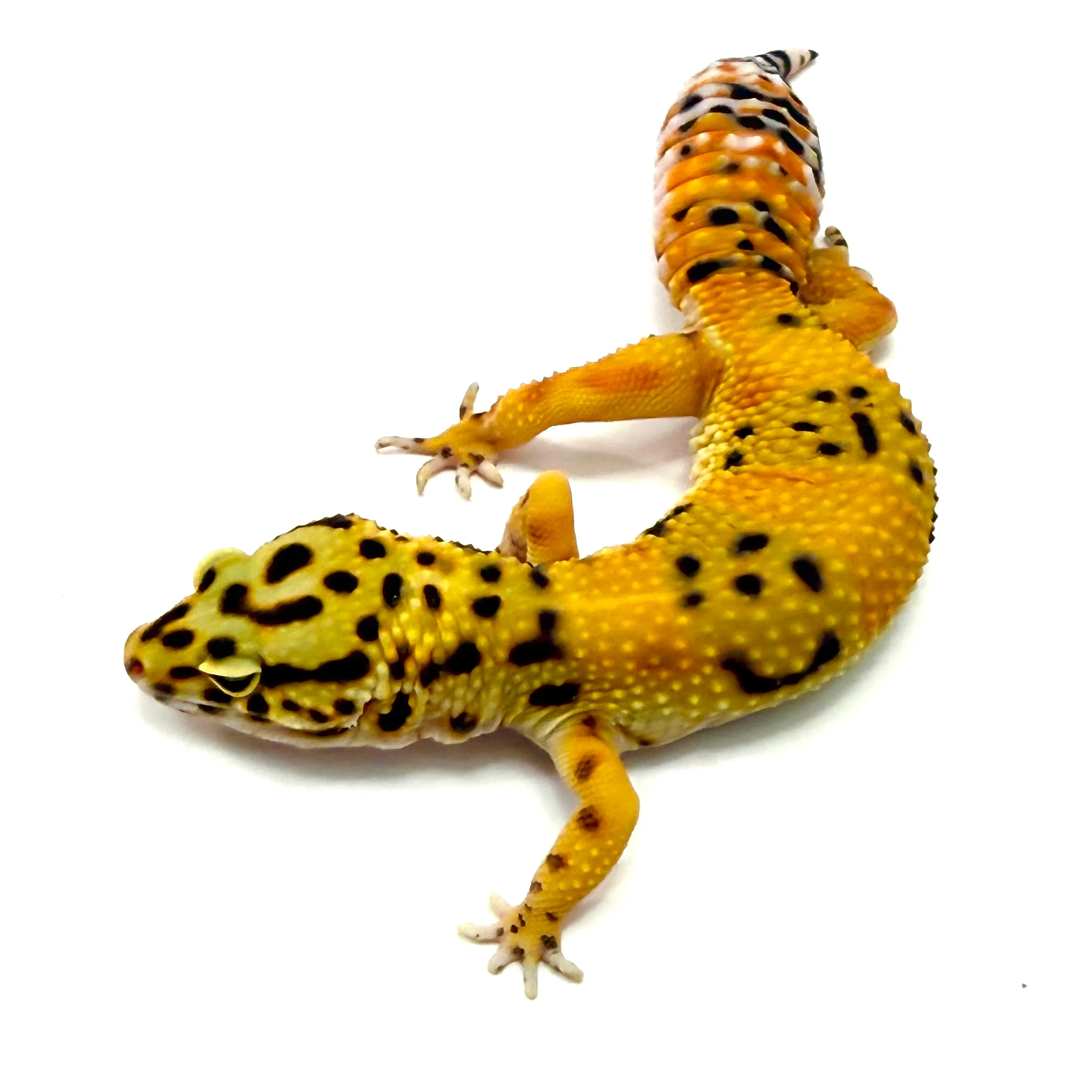 Tangerine