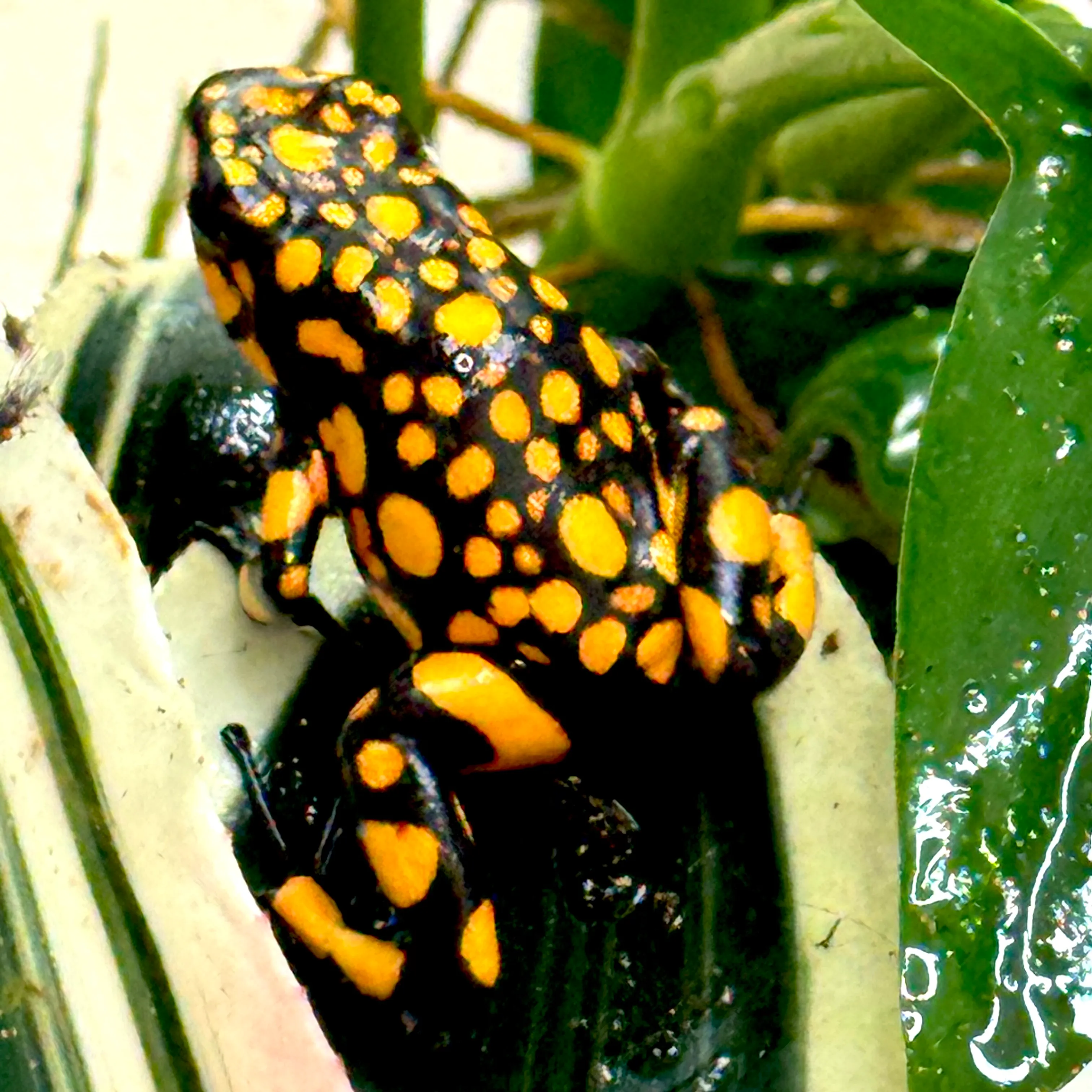 Oophaga histrionica Bahia Solano Zuchtgruppe