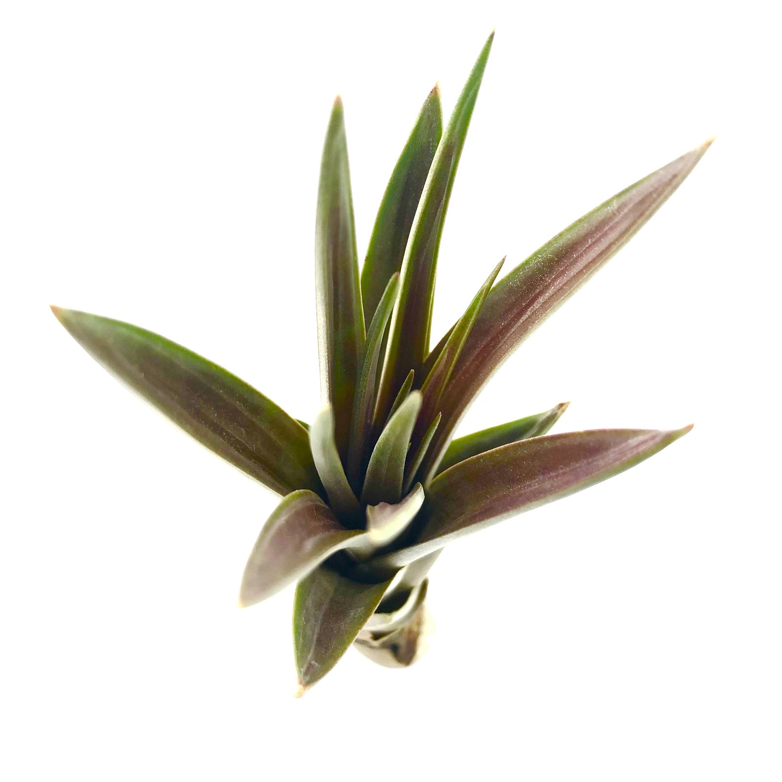 Tillandsia fasciculata tricolor