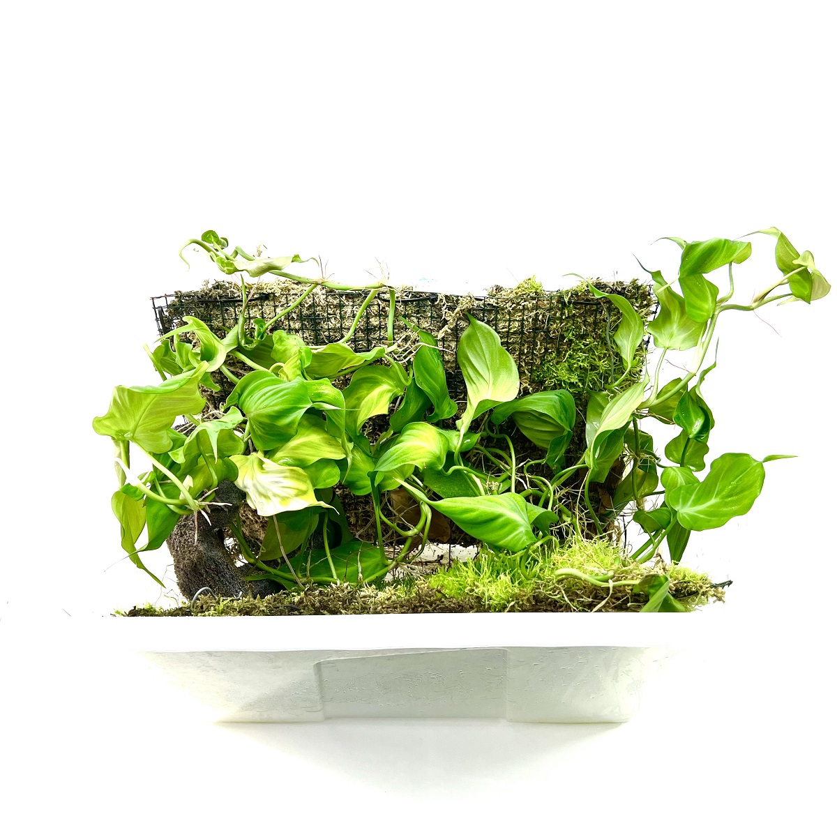 Philodendron camposportoanum Grow Box