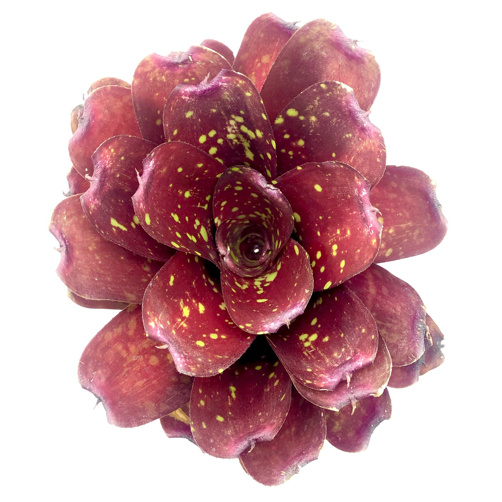 Neoregelia marmorata Hybrid
