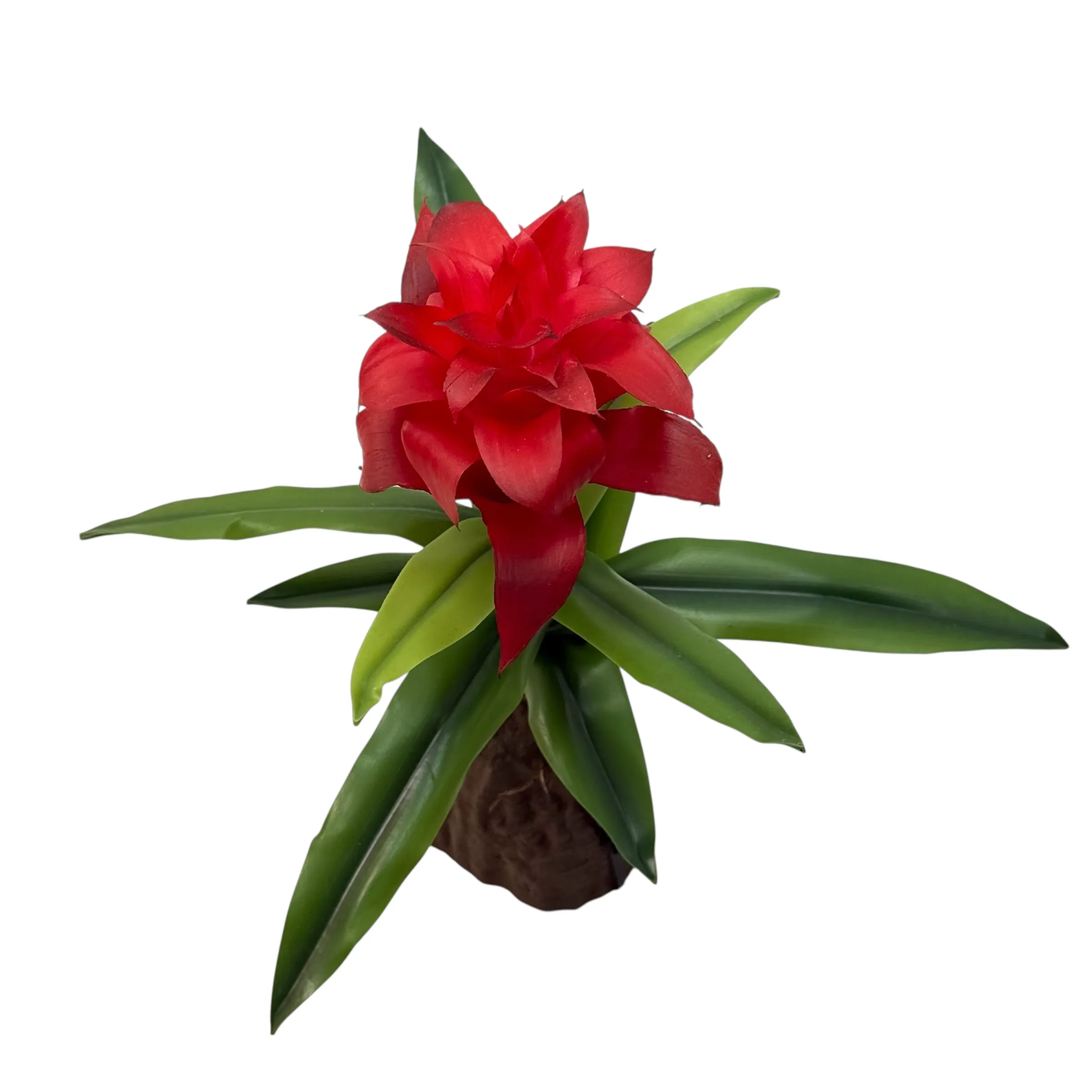 Bromelia Red Large