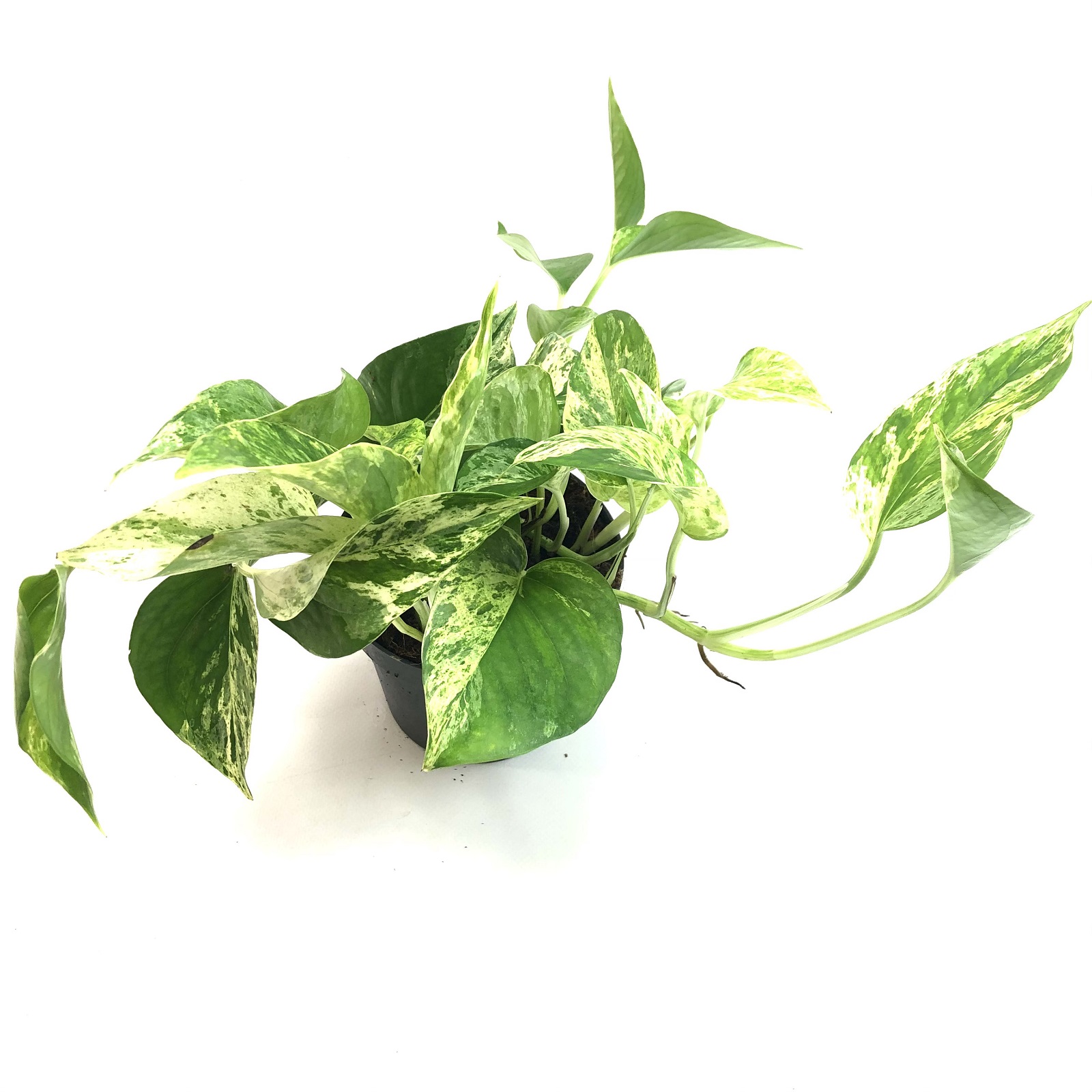 Epipremnum Marble Queen Epipremnum Marble Queen