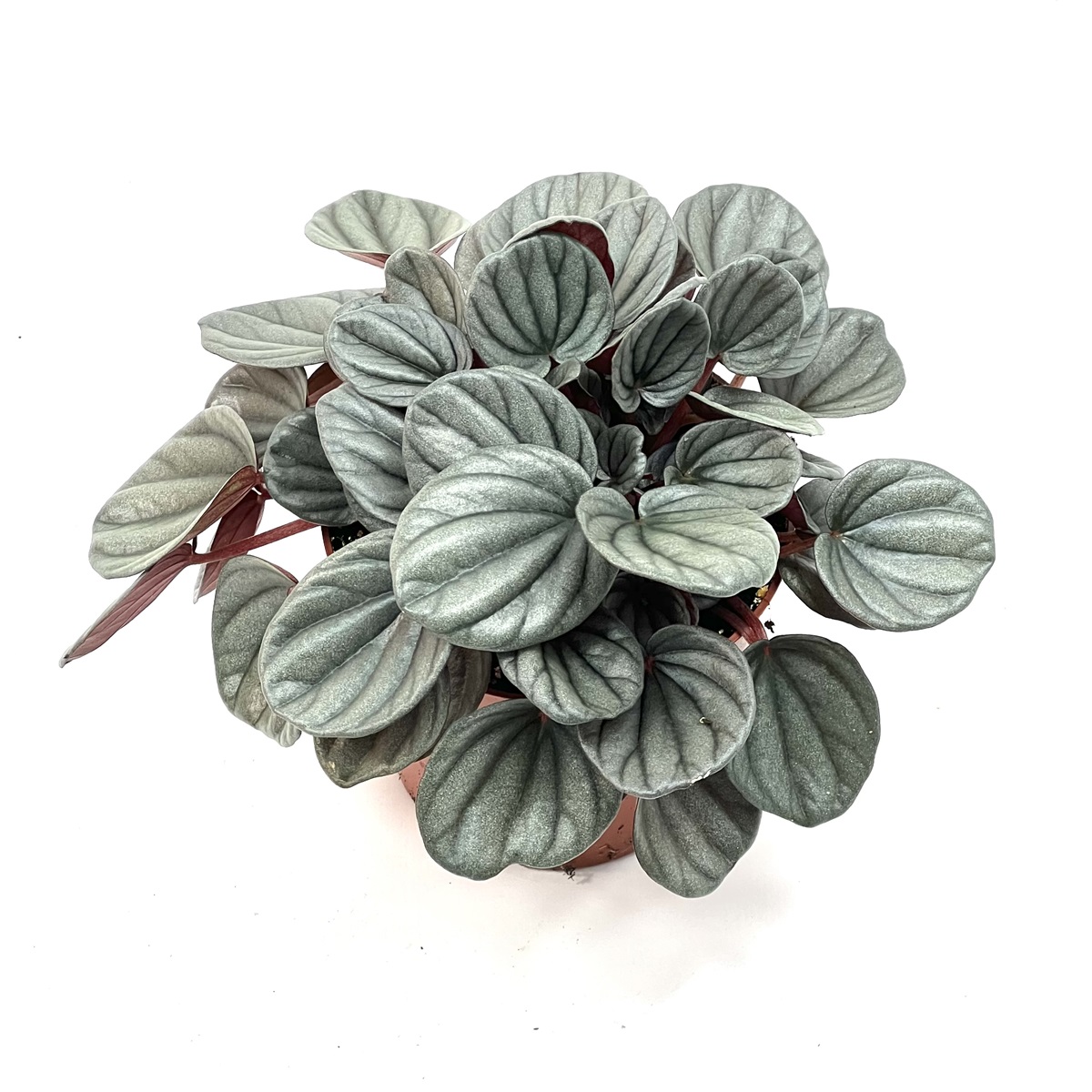 Peperomia caperata Moonlight