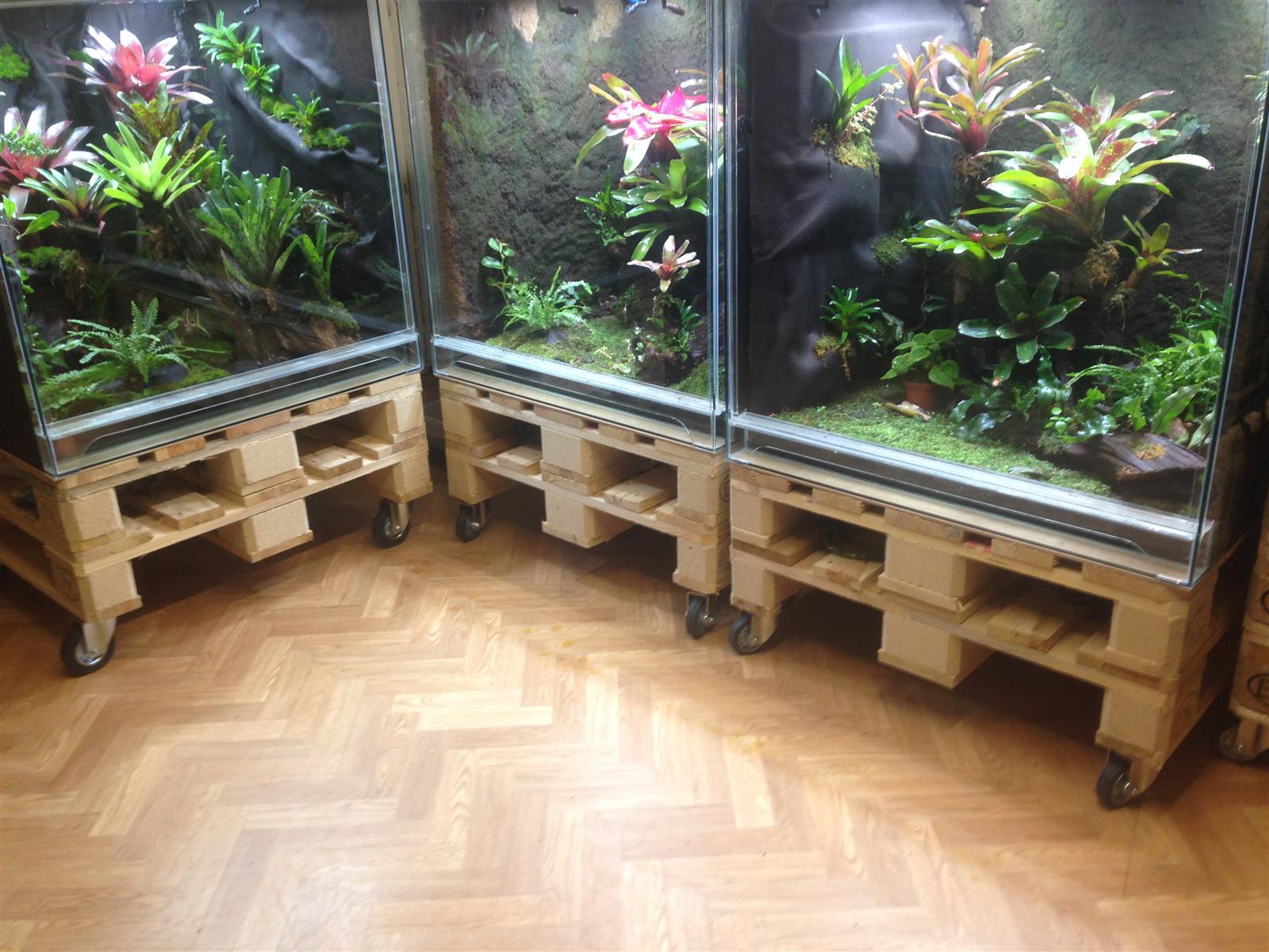 Hochwertiges Frosch Terrarium von Franks Originals kaufen