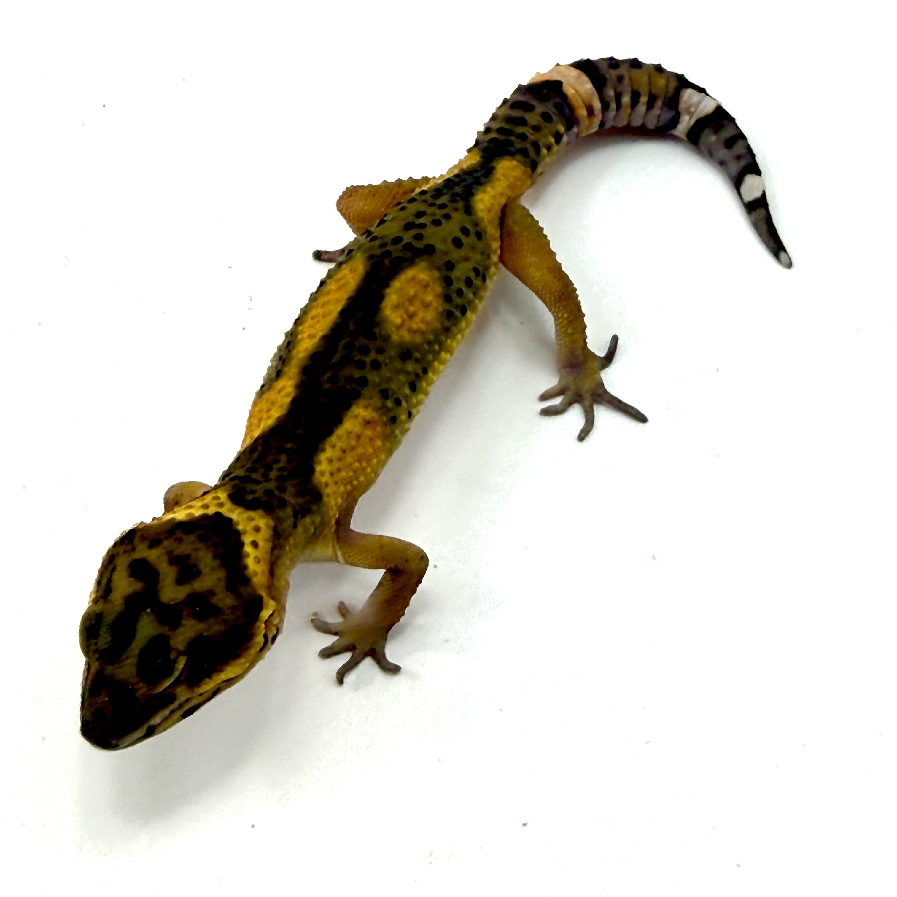 Black Night Tangerine