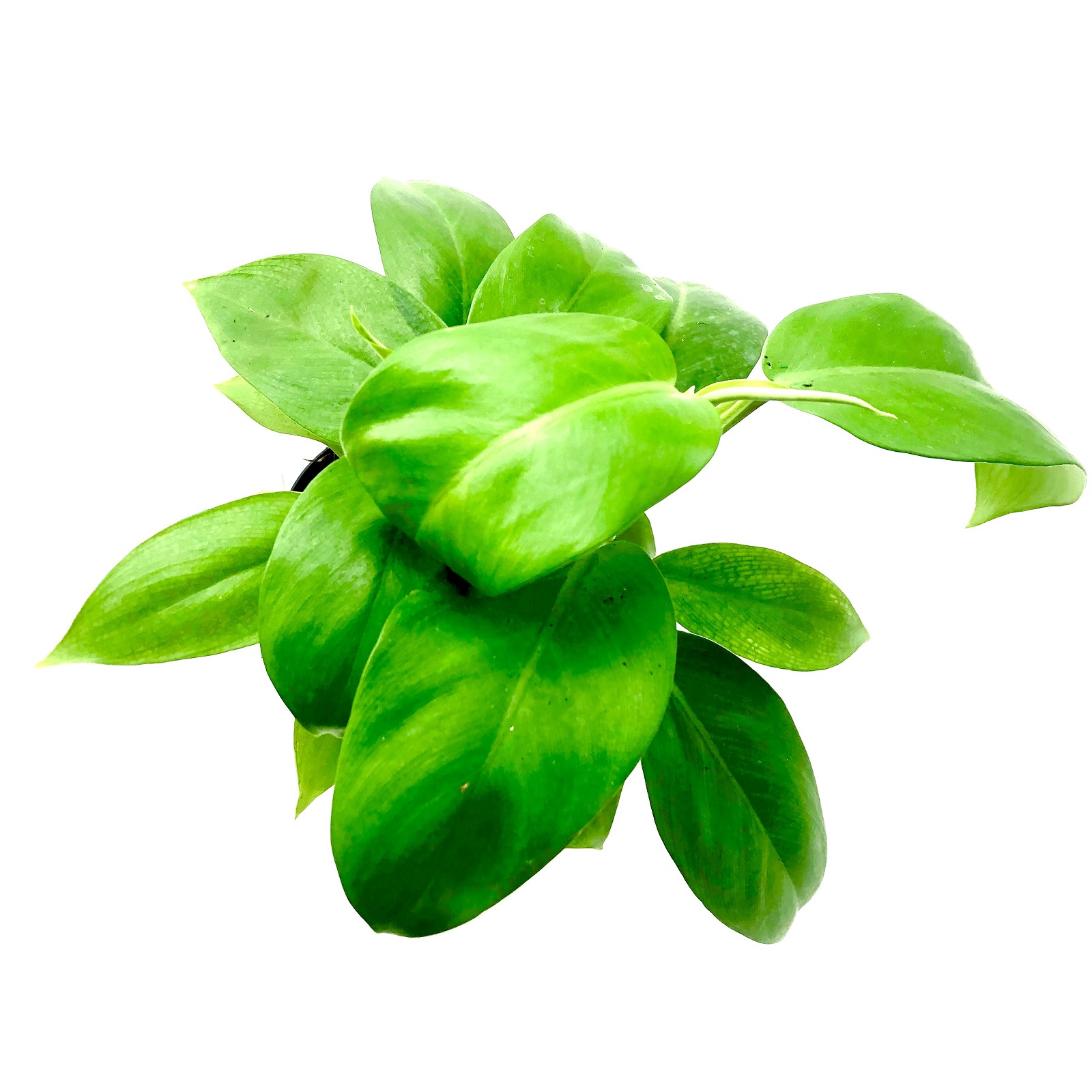 Philodendron green lemon
