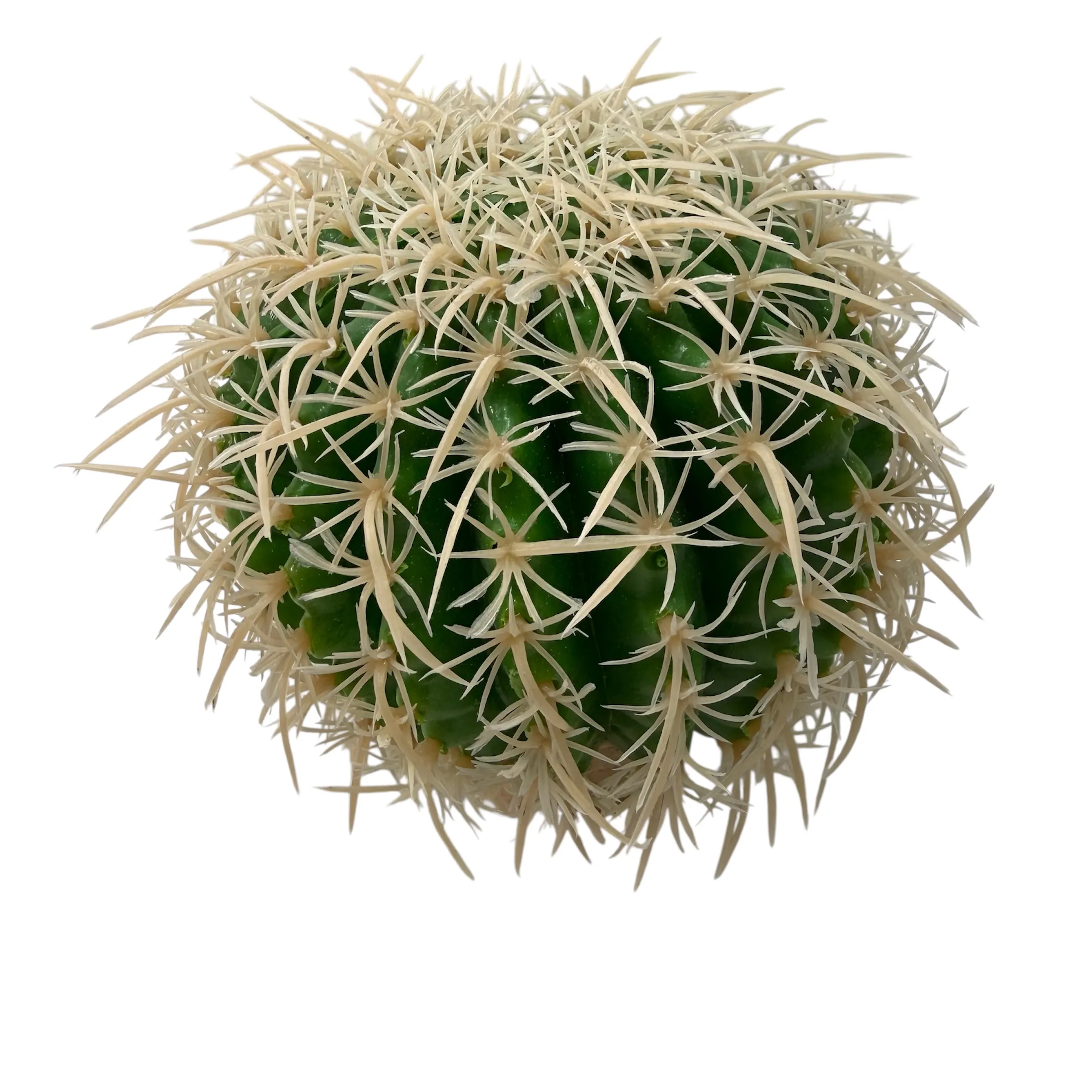 Barrel Cactus