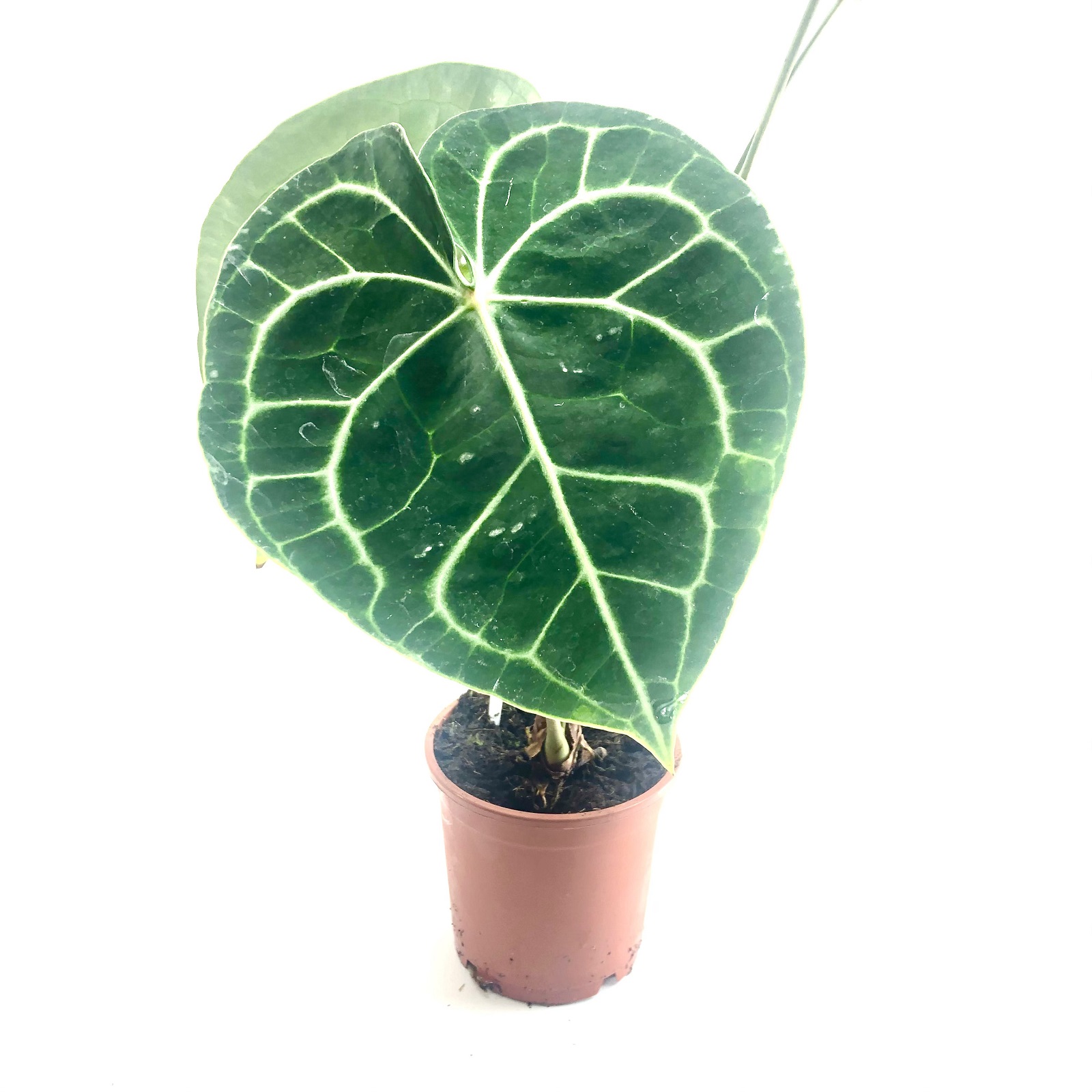 Anthurium clarinervium