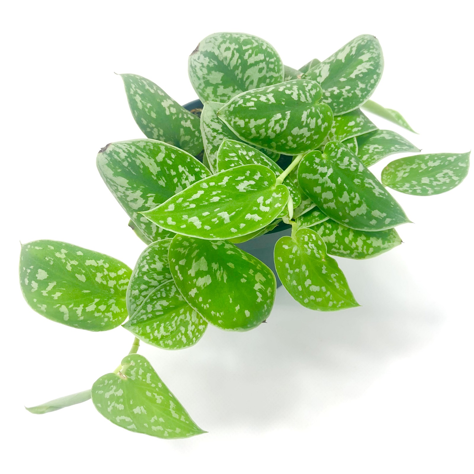 Scindapsus pictus argyrae