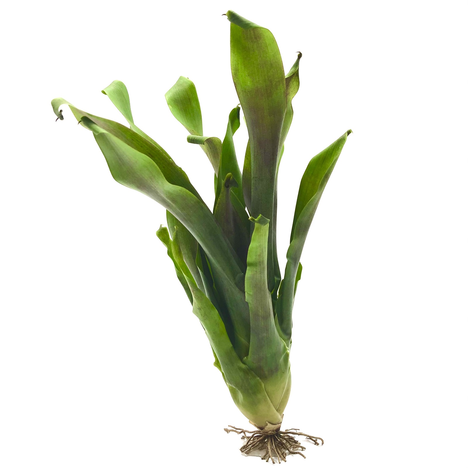 Tillandsia complanata