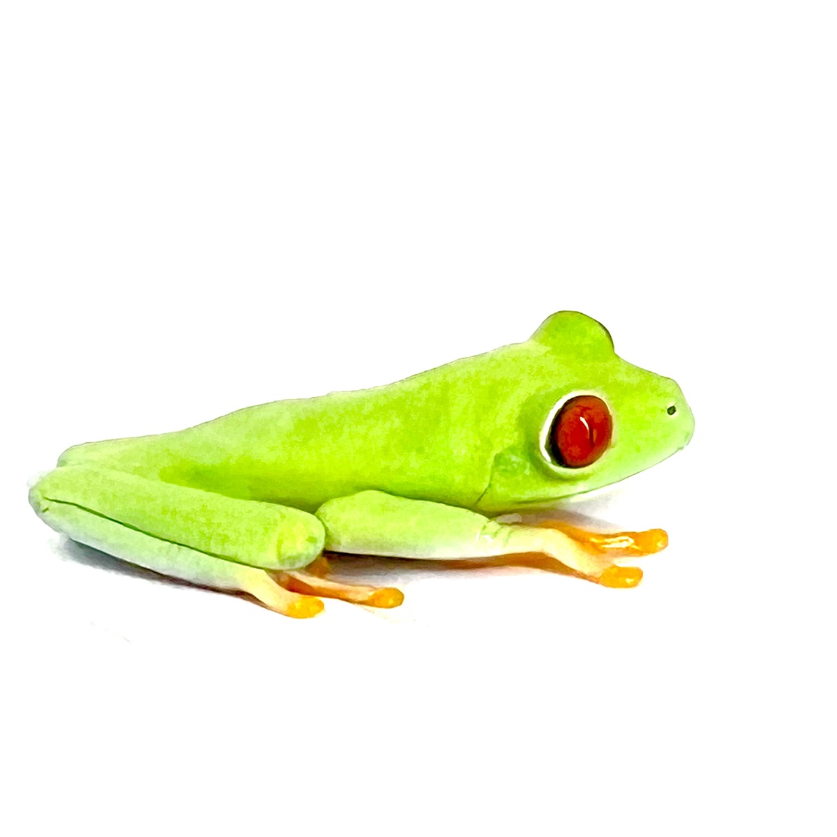 Agalychnis callidryas Rotaugenlaubfrosch