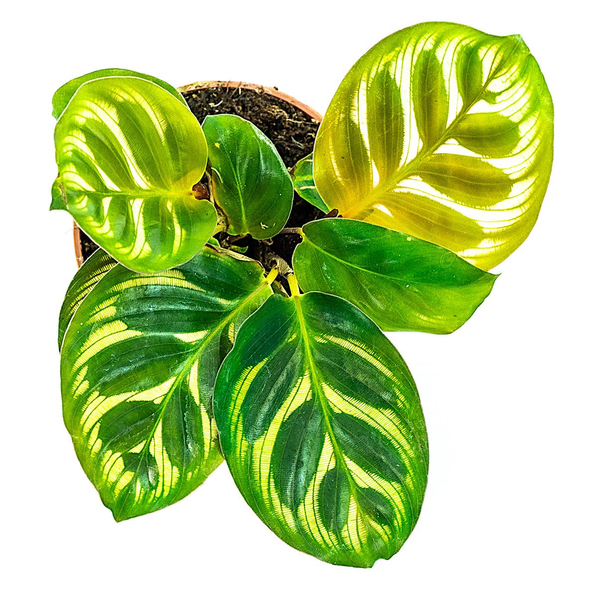 Calathea makoyana 
