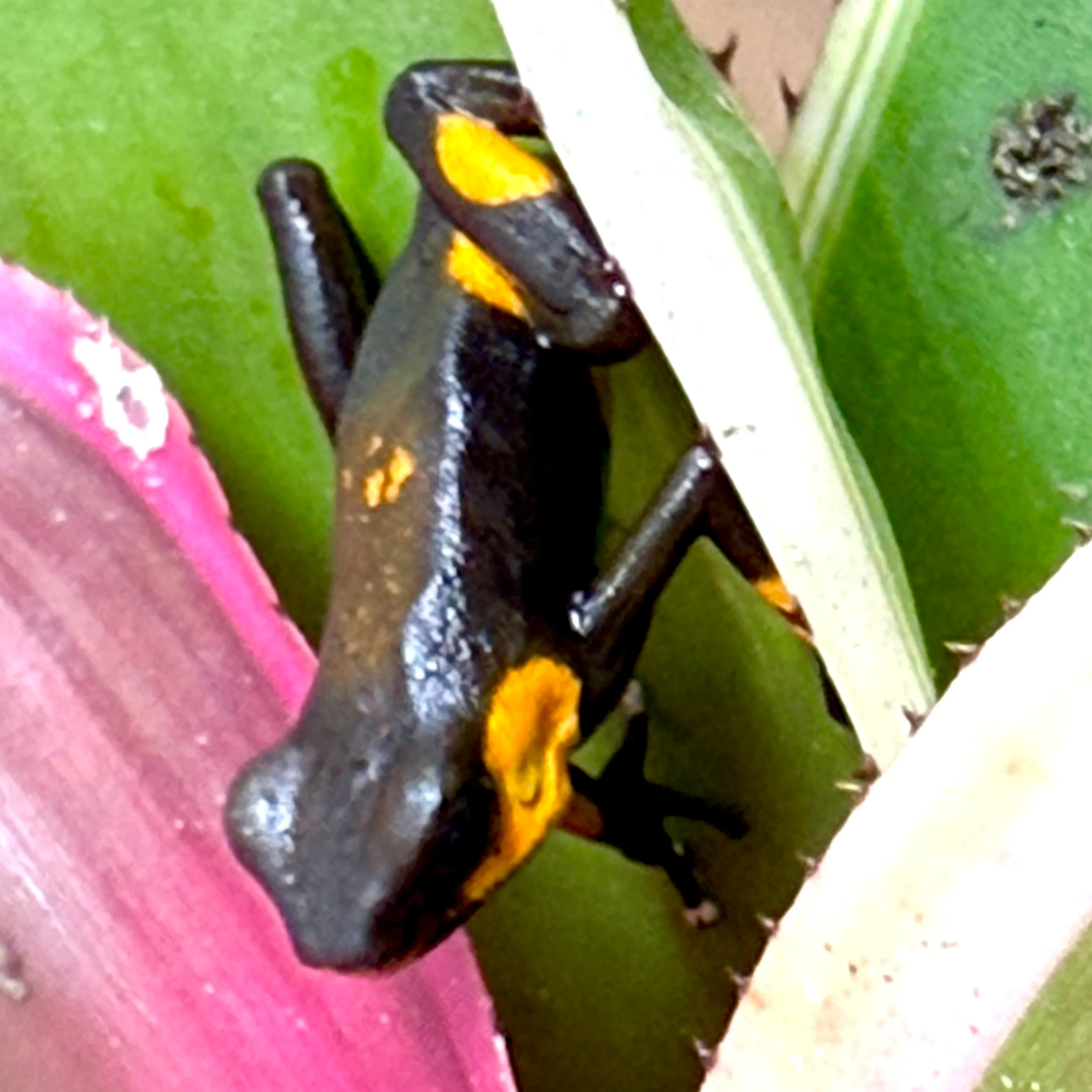 Oophaga lehmanni