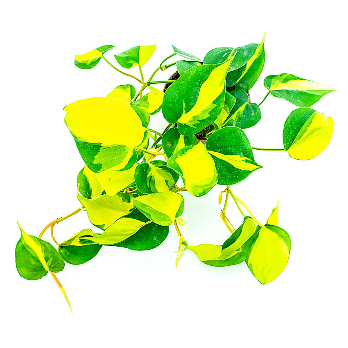 Philodendron scandens Brasil