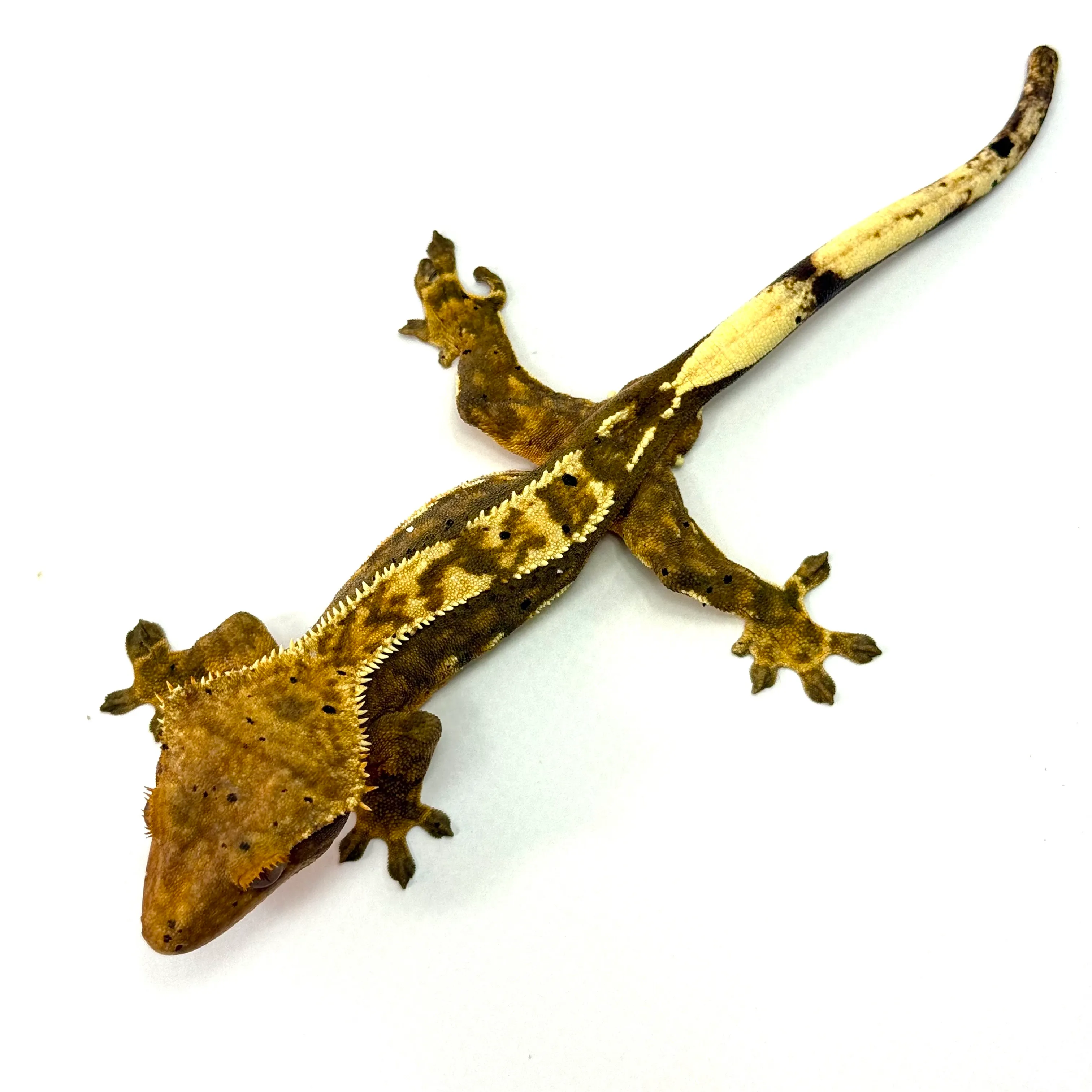 Partial Pinstripe Portholes mit Dalmatiner Flecken