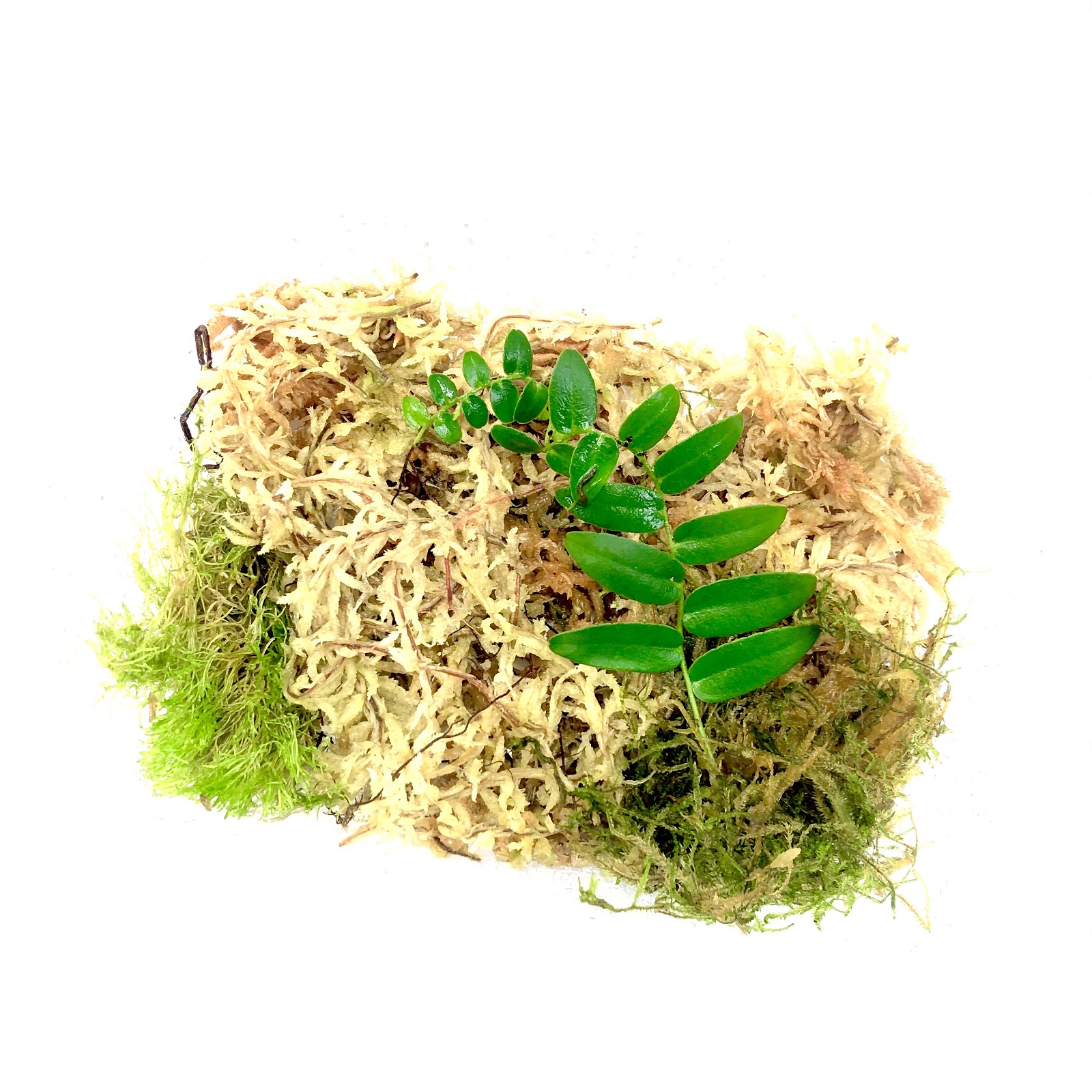 Marcgravia polyantha