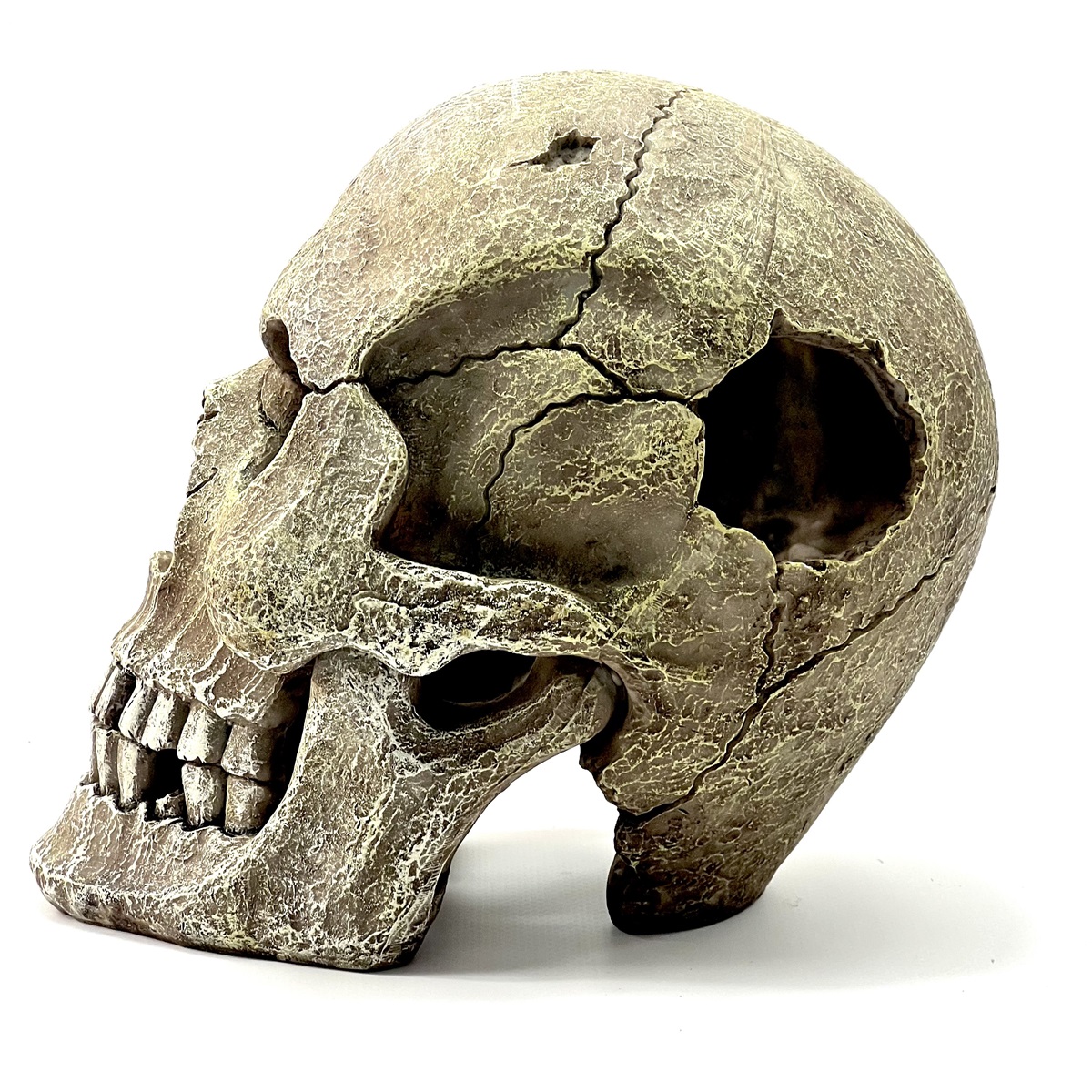 Human Skull